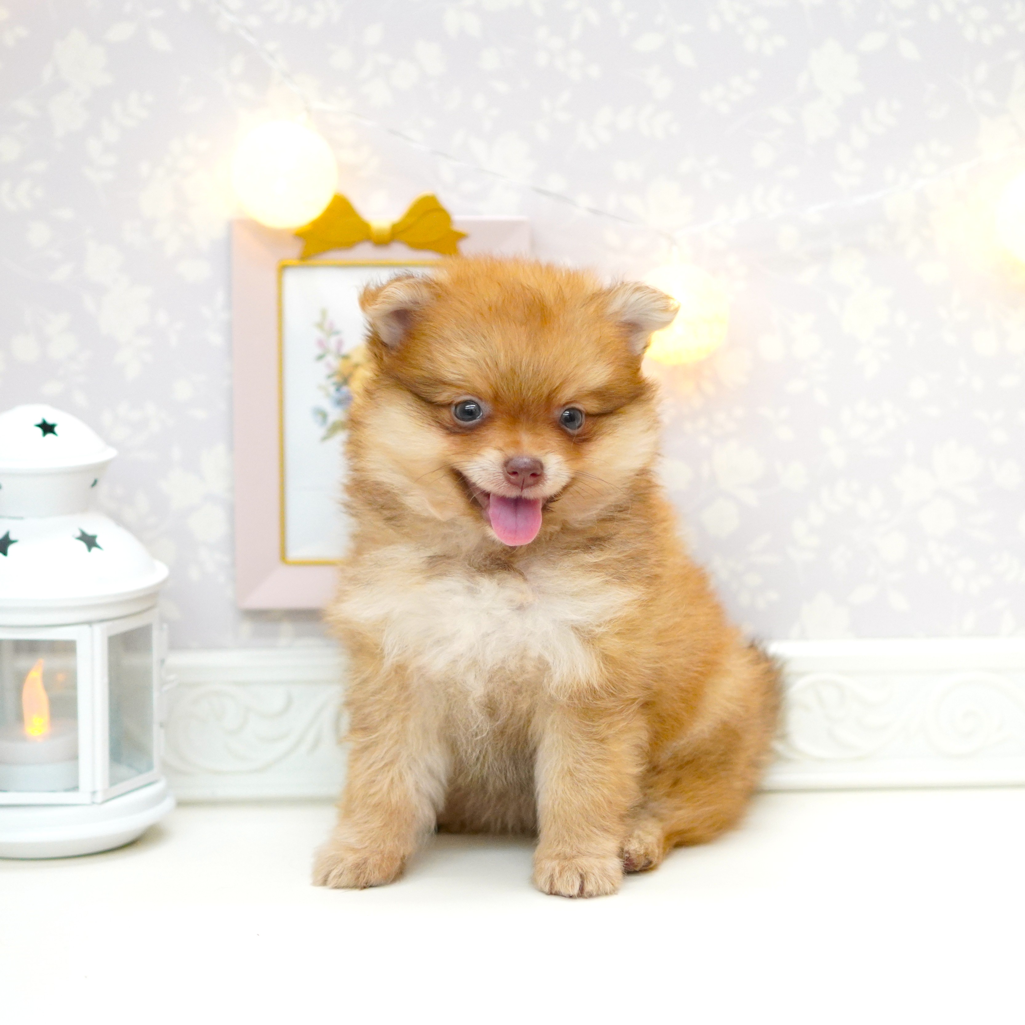 富山県のポメラニアン (犬の家＆猫の里富山店/2025年6月16日生まれ/女の子/オレンジ)の子犬の3枚目の画像