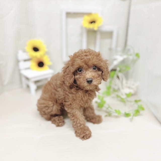 静岡県のトイプードル(トイ) (犬の家＆猫の里藤枝店/2025年6月15日生まれ/女の子/レッド)の子犬の3枚目の画像