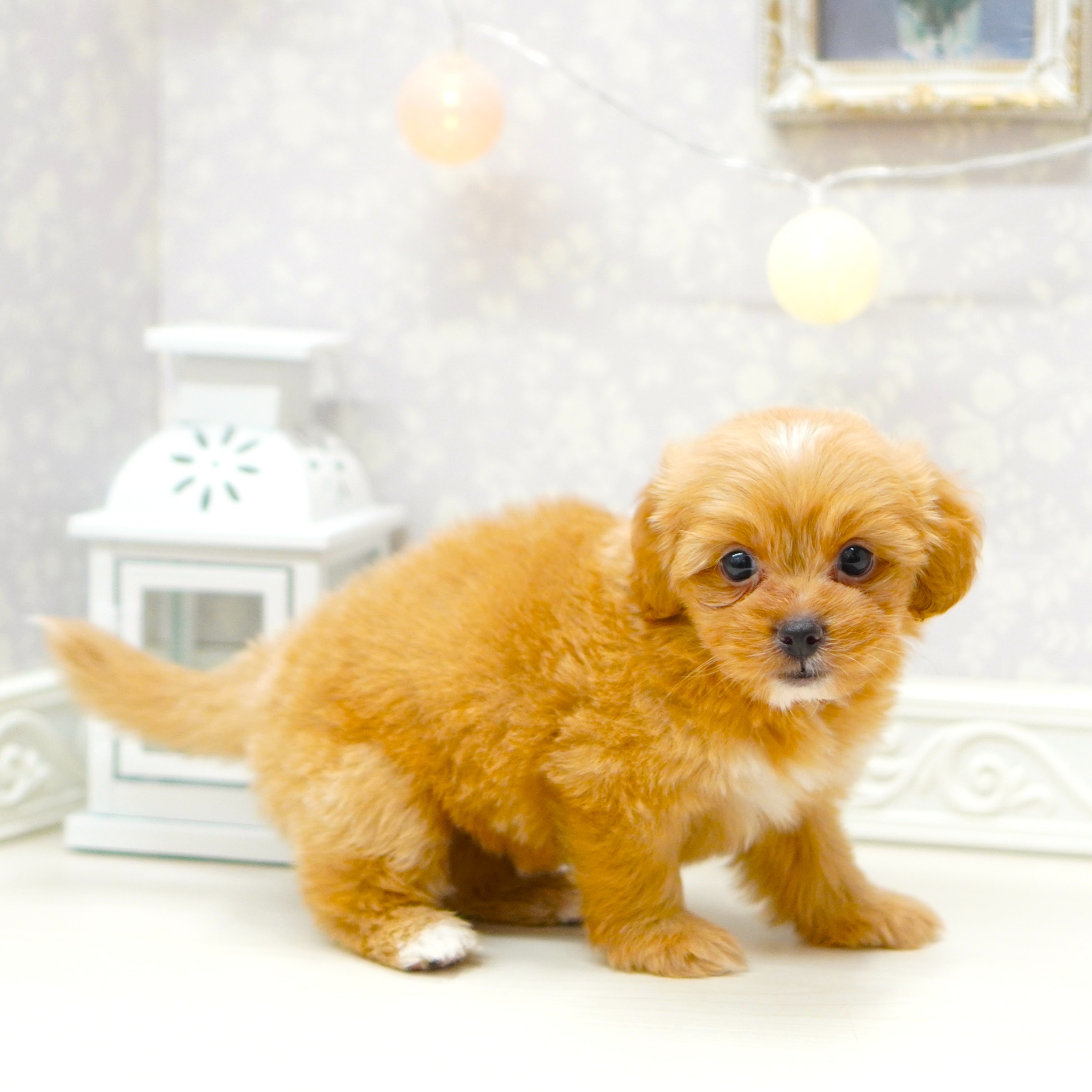 富山県のペキプー(ペキニーズ×プードル) (犬の家＆猫の里アミーゴ山室店/2025年6月13日生まれ/女の子/アプリコット)の子犬の3枚目の画像