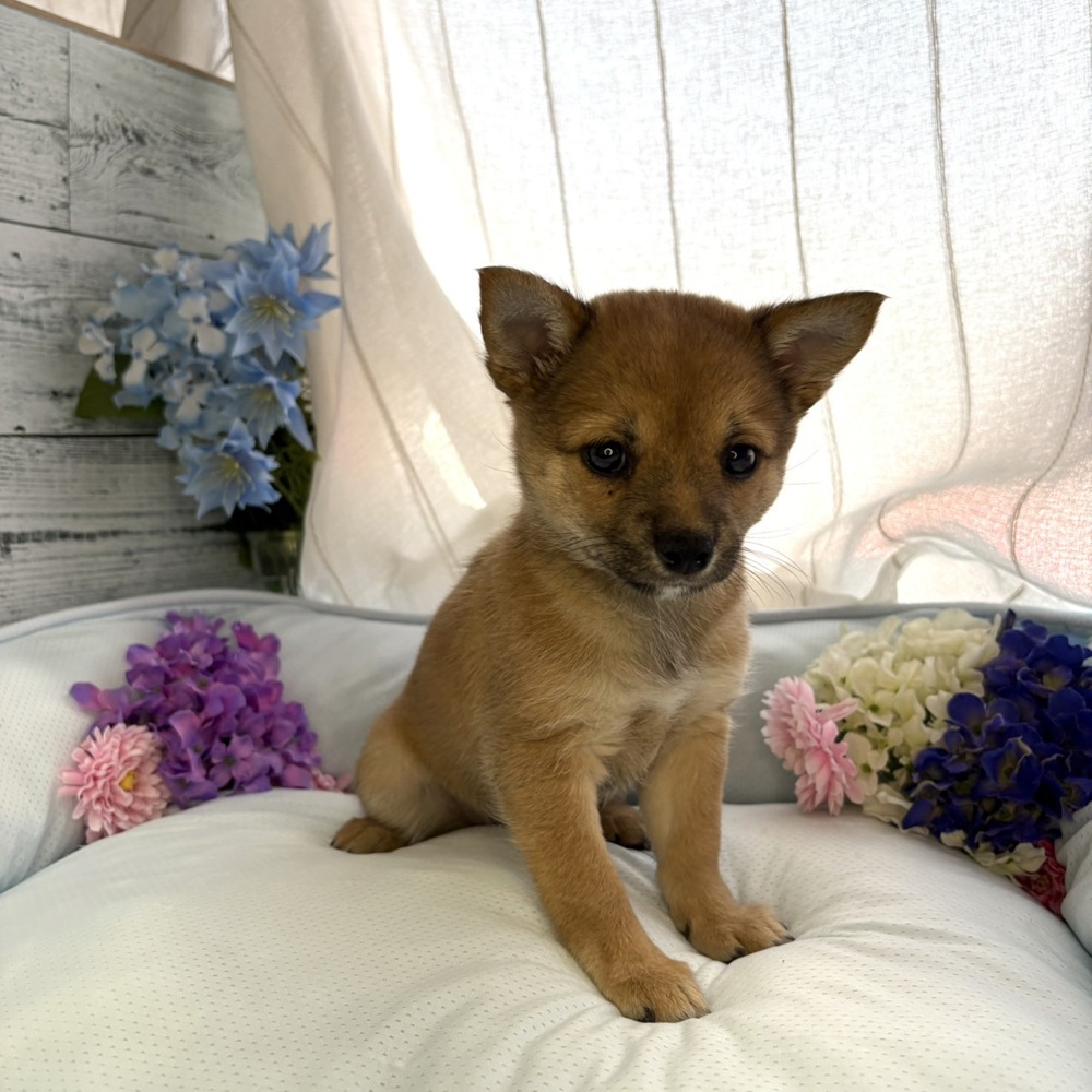 長野県のチワ柴/柴チワ/チワシバ(チワワ×柴) (犬の家＆猫の里塩尻店/2025年6月15日生まれ/女の子/赤)の子犬の3枚目の画像