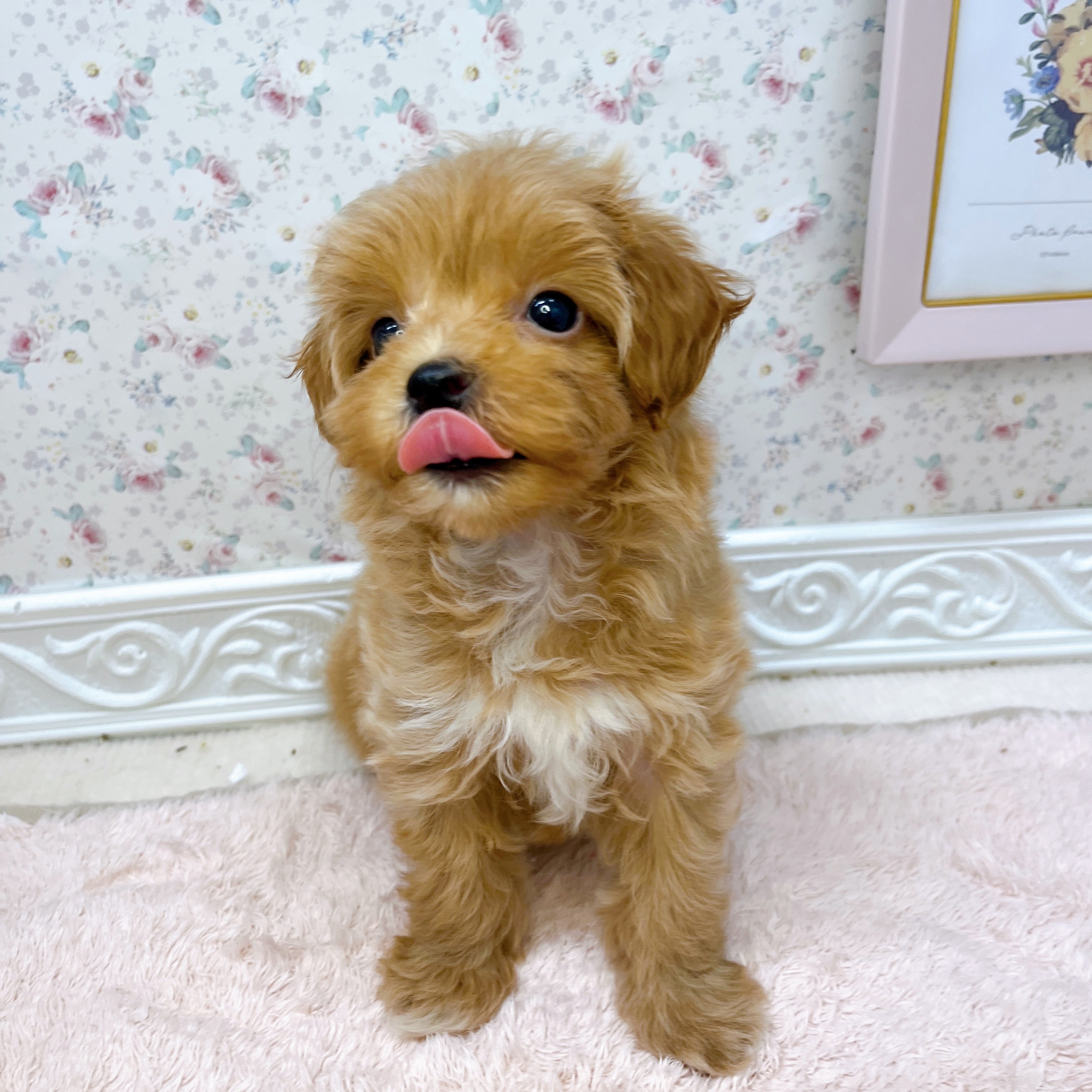 石川県のマルプー(マルチーズ×プードル) (犬の家＆猫の里アミーゴ金沢有松店/2025年6月16日生まれ/女の子/アプリコット)の子犬の3枚目の画像