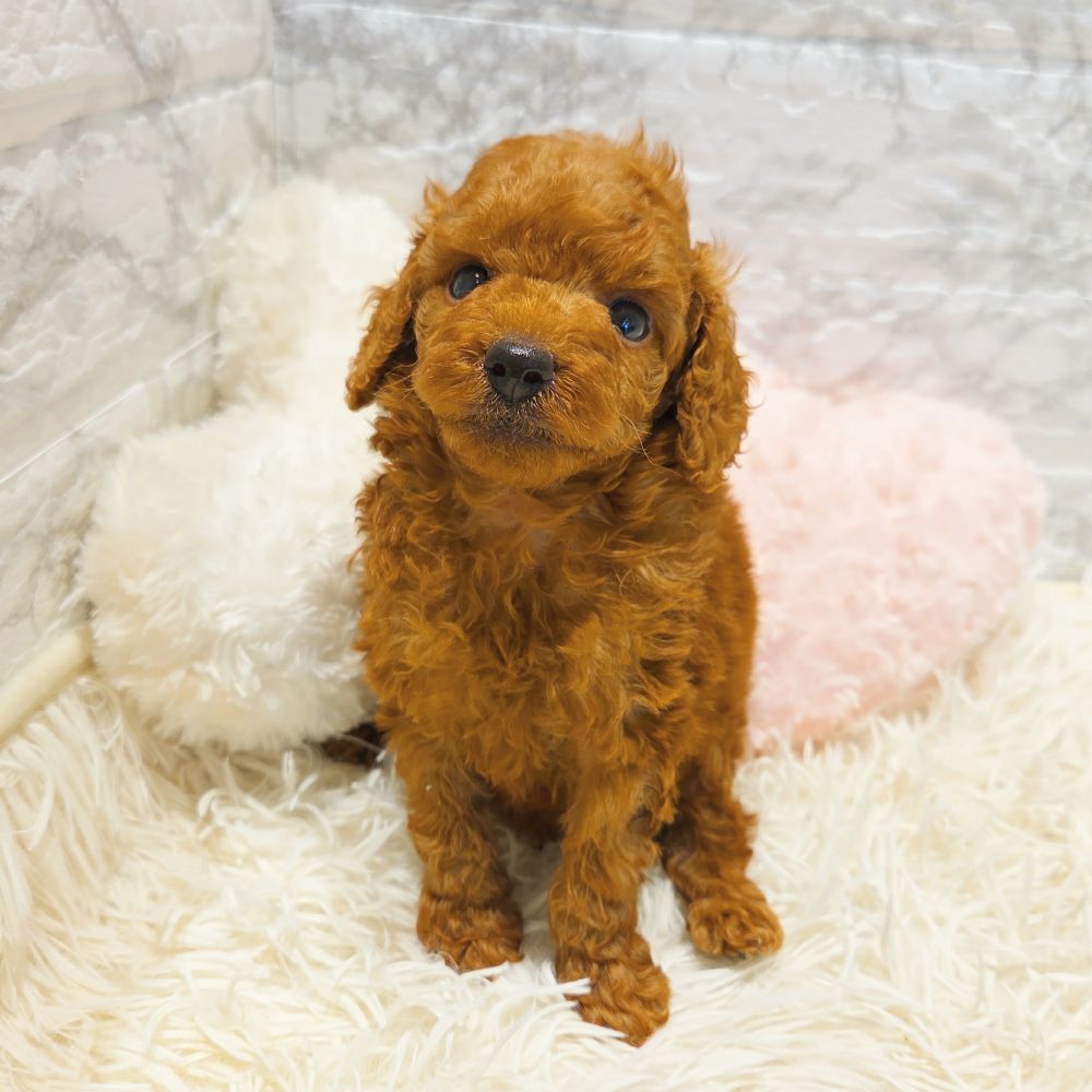 愛知県のトイプードル(トイ) (犬の家＆猫の里MiO香久山店/2025年6月17日生まれ/男の子/レッド)の子犬の3枚目の画像
