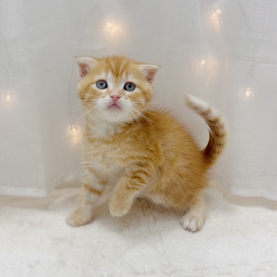 千葉県のスコティッシュフォールド (犬の家＆猫の里BIGHOPガーデンモール印西店/2025年6月15日生まれ/男の子/レッドタビー)の子猫の3枚目の画像
