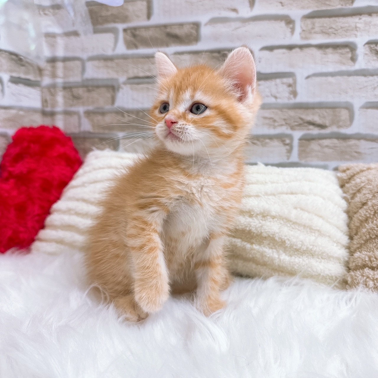 神奈川県のスコティッシュストレート (犬の家＆猫の里モザイクモール港北店/2025年6月15日生まれ/男の子/レッドタビー)の子猫の3枚目の画像