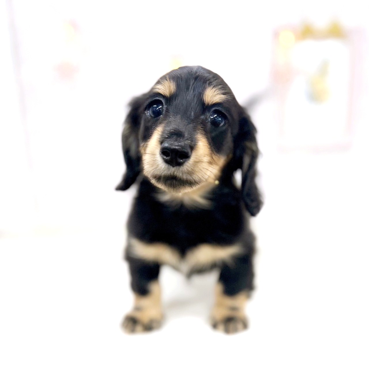 富山県のミニチュアダックスフンド(ロング) (犬の家＆猫の里アミーゴ高岡蓮花寺店/2025年6月15日生まれ/女の子/ブラックイエロー)の子犬の3枚目の画像