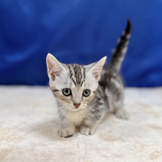 愛知県のマンチカン (犬の家＆猫の里一宮店/2025年6月13日生まれ/女の子/シルバータビー)の子猫の3枚目の画像