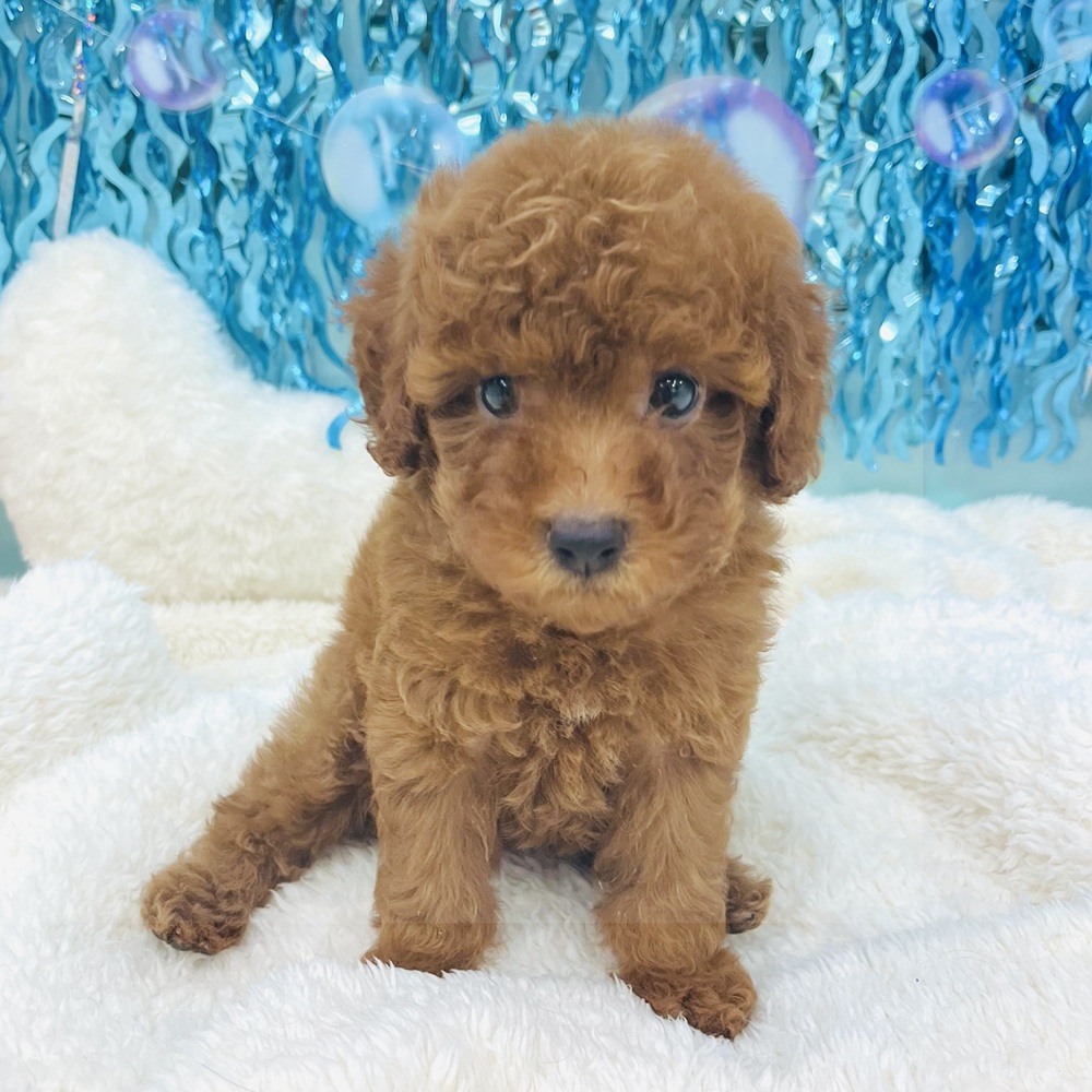 愛知県のトイプードル(トイ) (犬の家＆猫の里エアポートウォーク店/2025年6月13日生まれ/男の子/レッド)の子犬の3枚目の画像