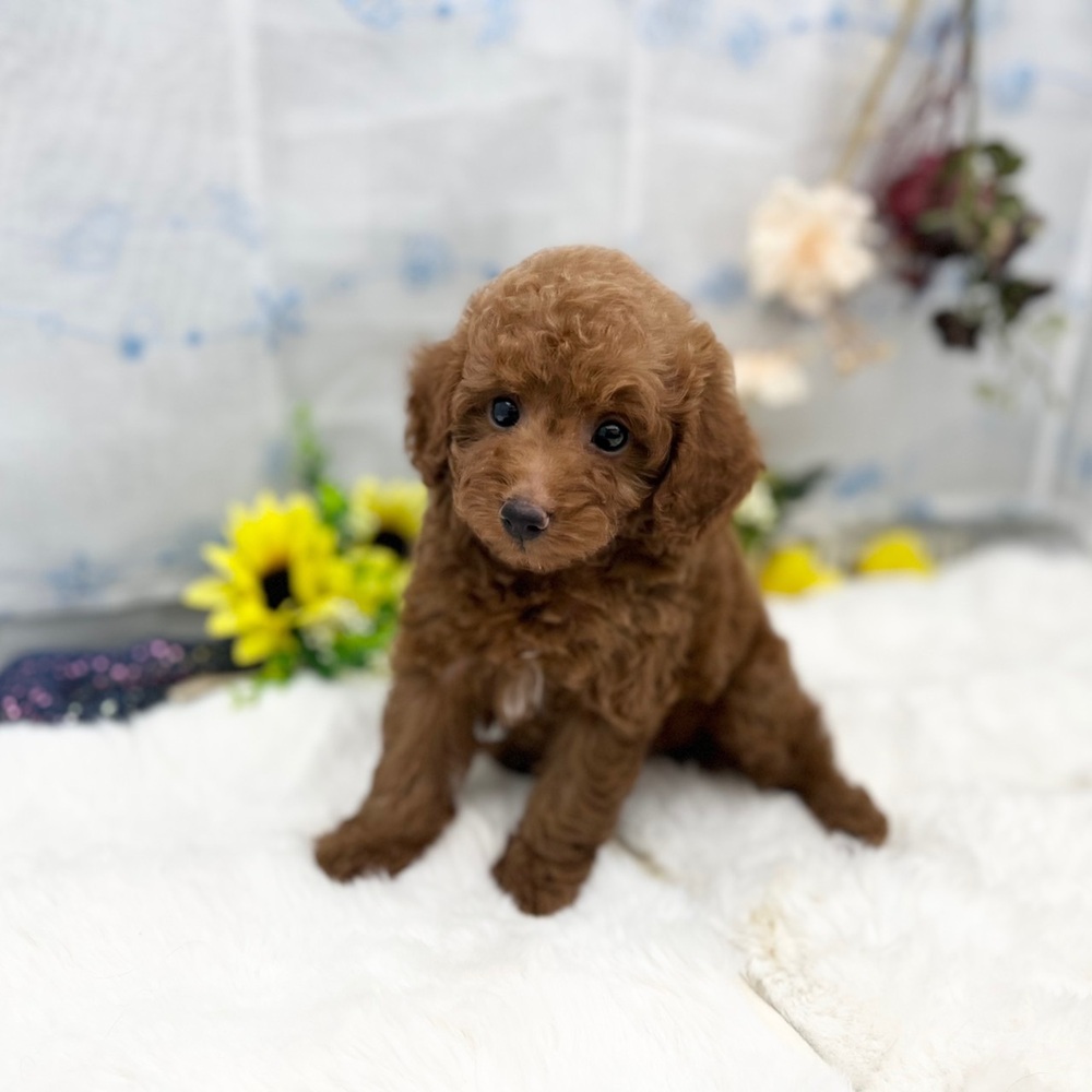 静岡県のトイプードル(トイ) (犬の家＆猫の里MEGAドン・キホーテ袋井店/2025年6月13日生まれ/男の子/レッド)の子犬の3枚目の画像