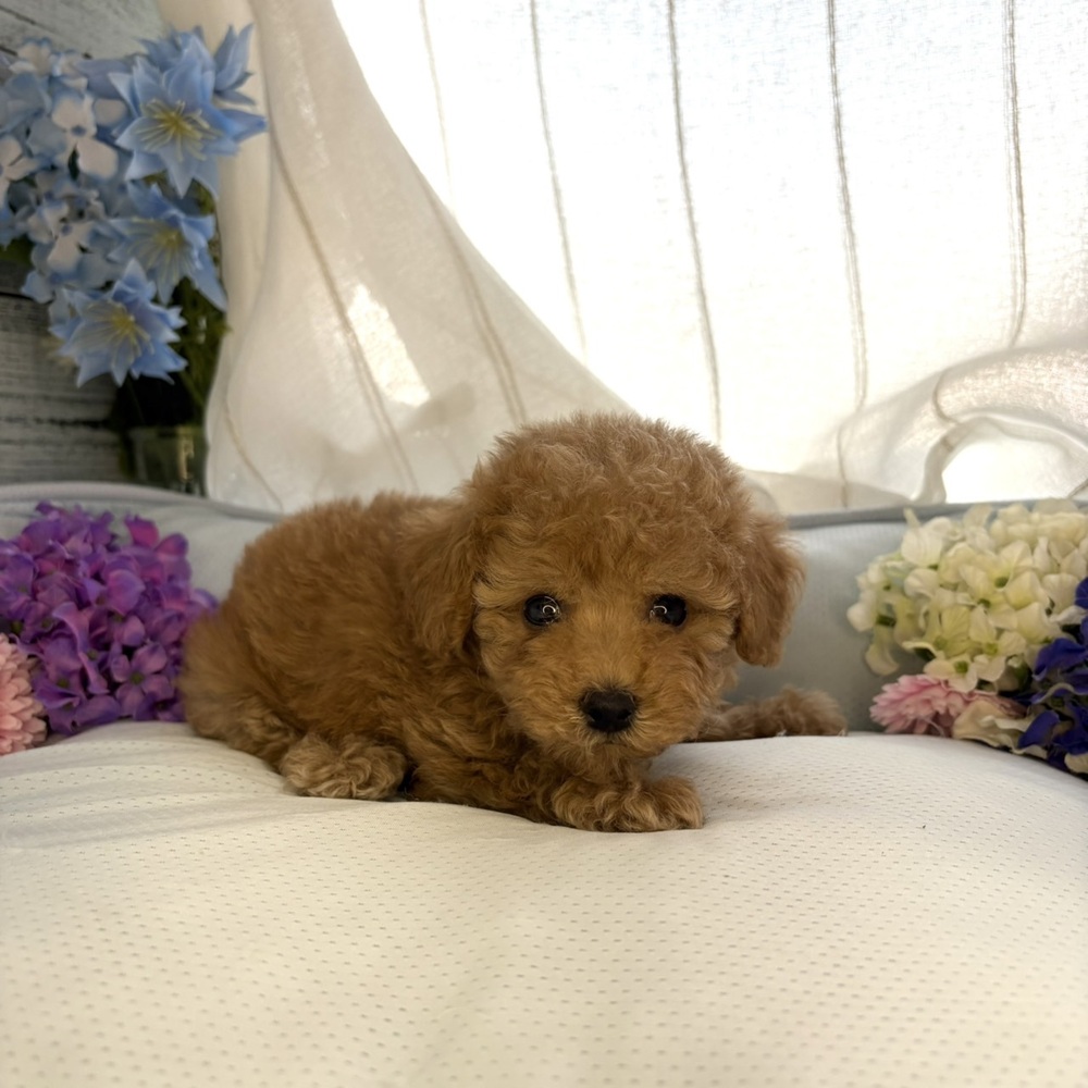 長野県のトイプードル(トイ) (犬の家＆猫の里塩尻店/2025年6月14日生まれ/女の子/アプリコット)の子犬の3枚目の画像