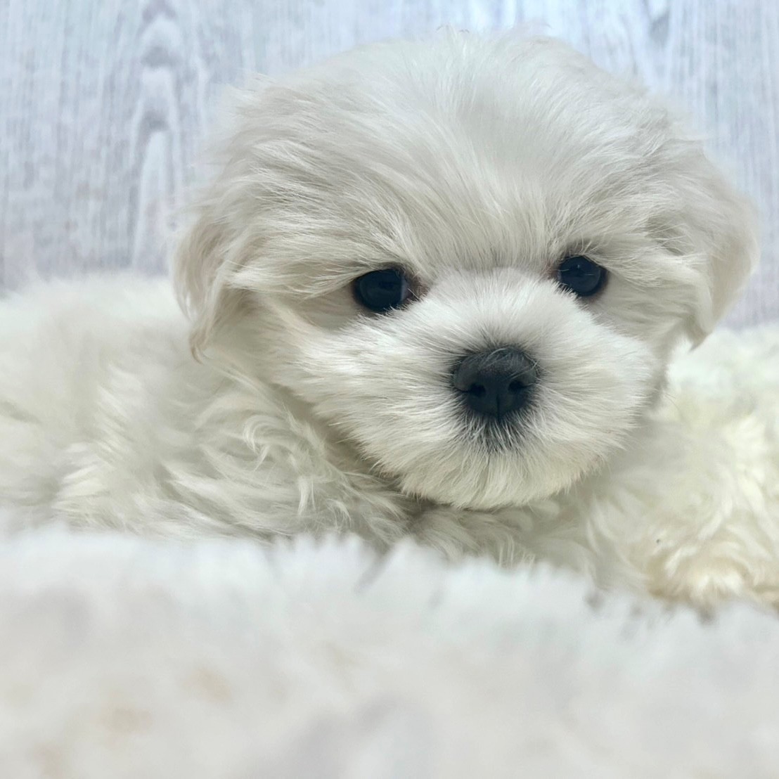 神奈川県のマルチーズ (犬の家＆猫の里相模原店/2025年6月15日生まれ/男の子/ホワイト)の子犬の3枚目の画像