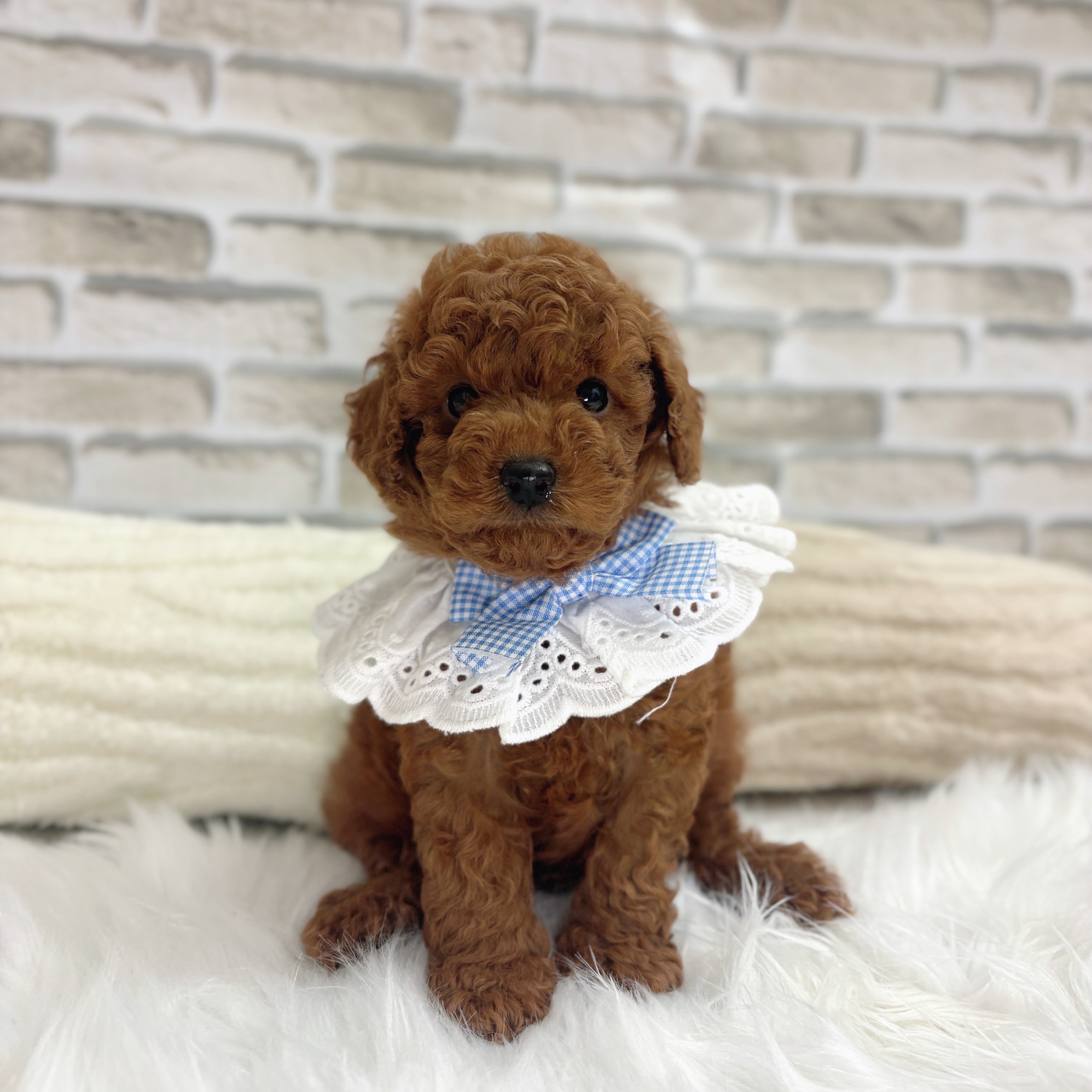 神奈川県のトイプードル(トイ) (犬の家＆猫の里モザイクモール港北店/2025年6月17日生まれ/男の子/レッド)の子犬の3枚目の画像
