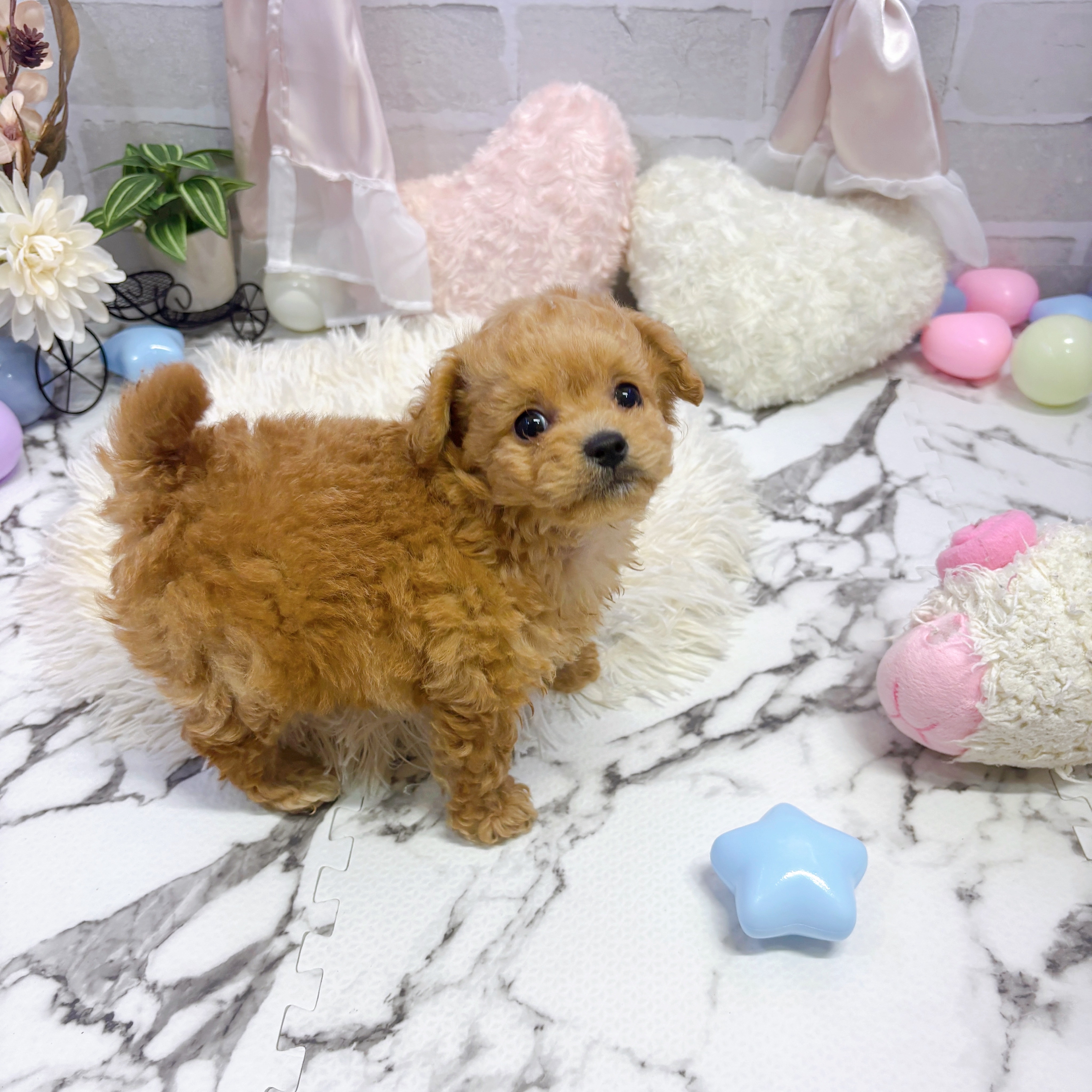 愛知県のチワプー/プーチー(チワワ×プードル) (犬の家＆猫の里岡崎店/2025年6月15日生まれ/男の子/アプリコット)の子犬の3枚目の画像