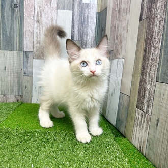 静岡県のラグドール (犬の家＆猫の里マークイズ静岡店/2025年6月15日生まれ/男の子/シールポイントバイカラー)の子猫の3枚目の画像