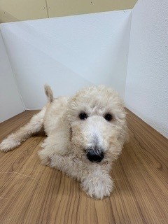 福岡県のスタンダードプードル (犬の家＆猫の里トリアス久山店/2025年6月17日生まれ/男の子/クリーム)の子犬の3枚目の画像