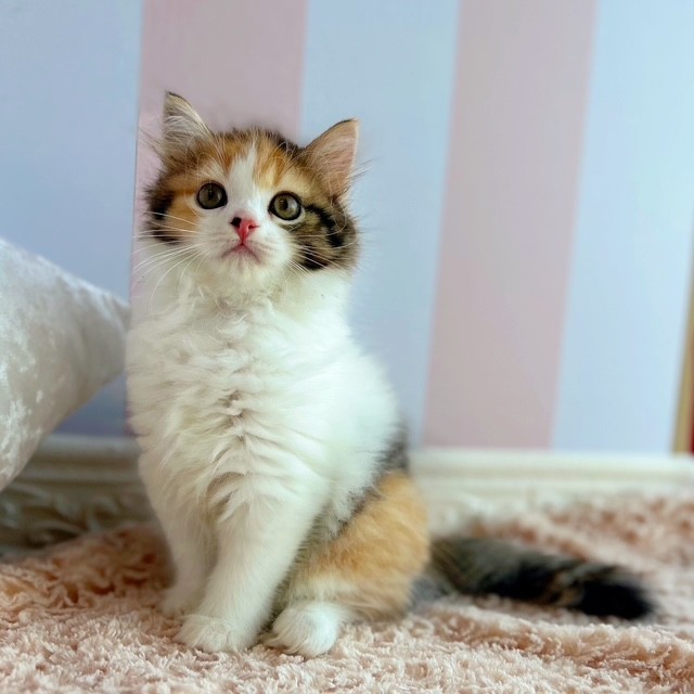 岡山県のスコティッシュストレート (犬の家＆猫の里倉敷中庄店/2025年6月17日生まれ/女の子/キャリコ)の子猫の3枚目の画像