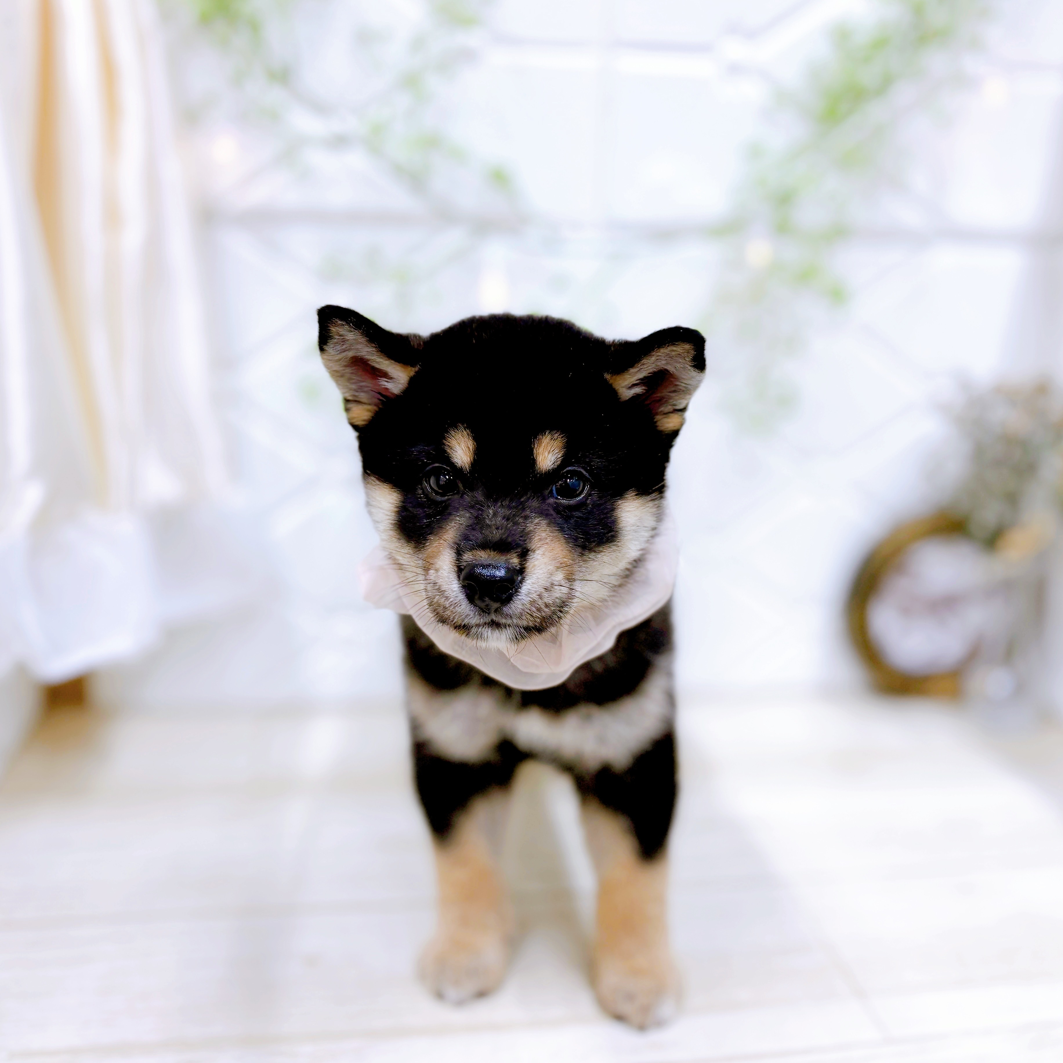 福井県の柴犬(標準サイズ) (犬の家＆猫の里アミーゴ福井店/2025年6月18日生まれ/女の子/黒)の子犬の3枚目の画像