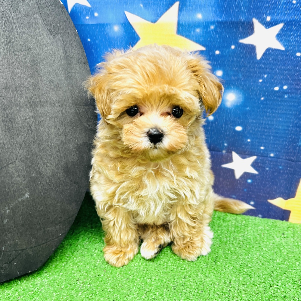 愛知県のマルプー(マルチーズ×プードル) (犬の家＆猫の里名古屋天白店/2025年6月17日生まれ/男の子/アプリコット)の子犬の1枚目の画像