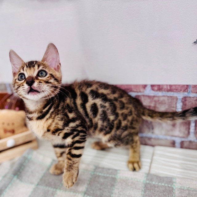愛知県のベンガル (犬の家＆猫の里碧南店/2025年6月17日生まれ/男の子/ブラウンスポットタビー)の子猫の3枚目の画像