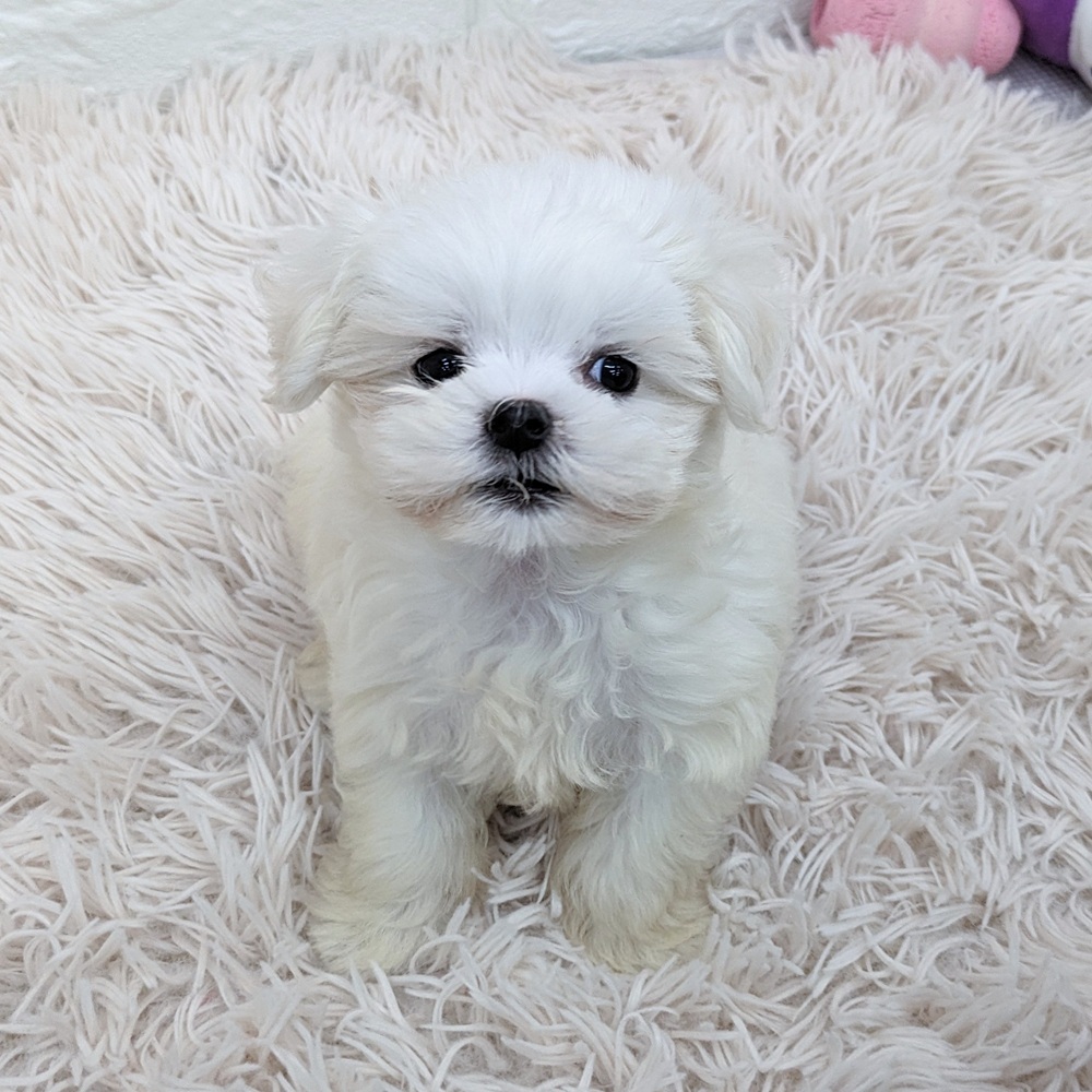 愛知県のマルチーズ (犬の家＆猫の里MEGAドン・キホーテ東海名和店/2025年6月17日生まれ/女の子/ホワイト)の子犬の3枚目の画像