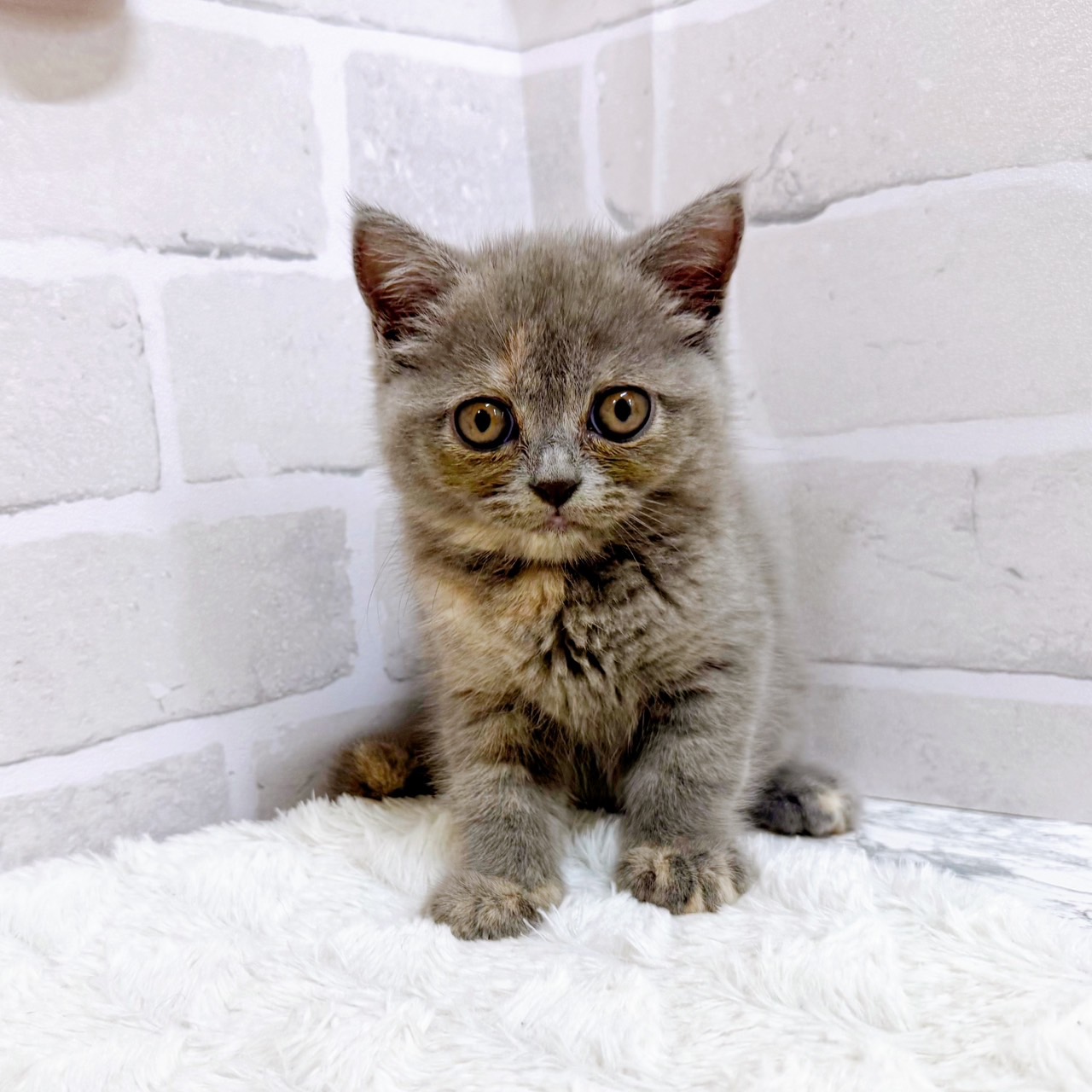 京都府のミヌエット (犬の家＆猫の里京都精華店/2025年6月16日生まれ/女の子/ブルーパッチド)の子猫の3枚目の画像