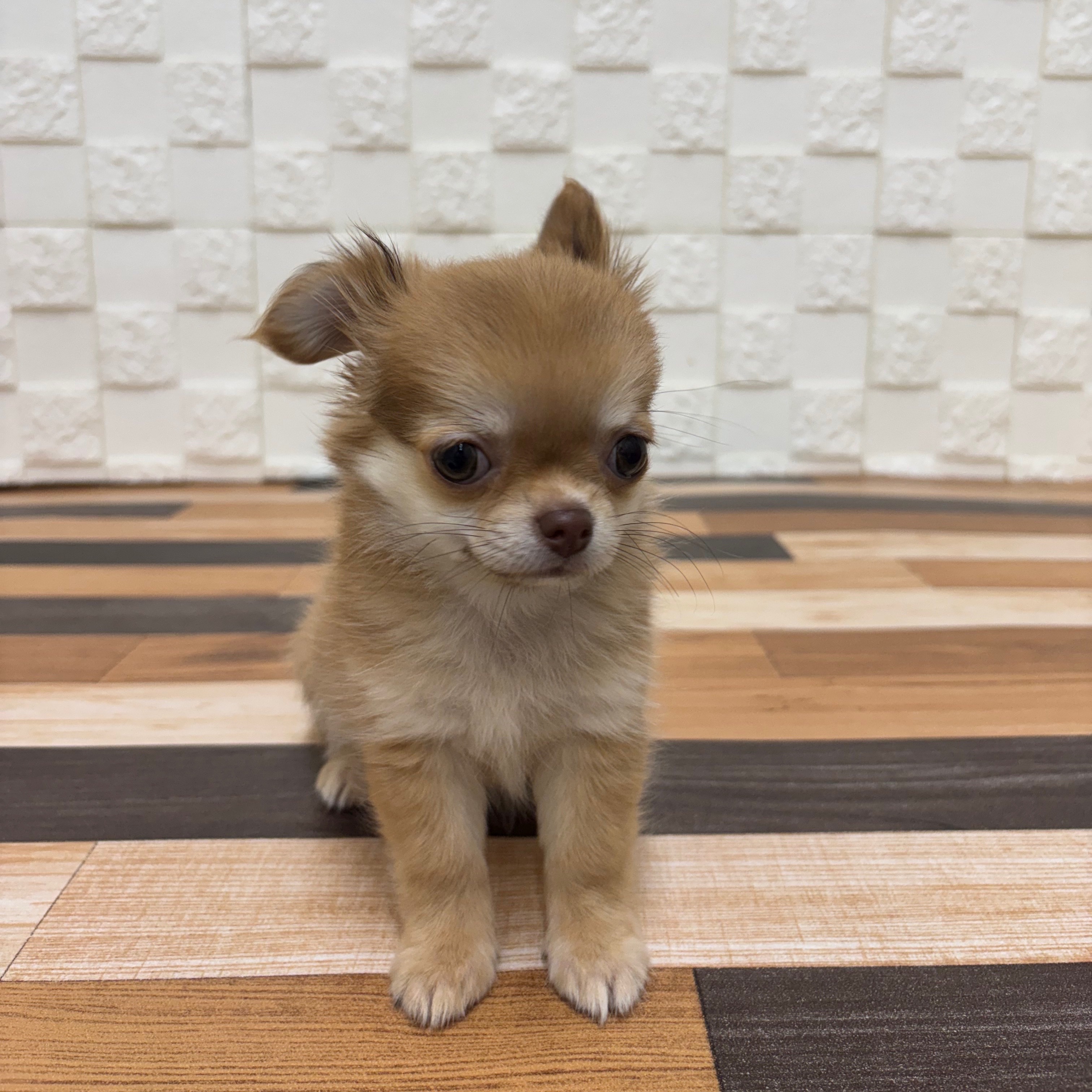 兵庫県のチワワ(ロング) (犬の家＆猫の里尼崎店/2025年6月19日生まれ/女の子/レッド)の子犬の3枚目の画像