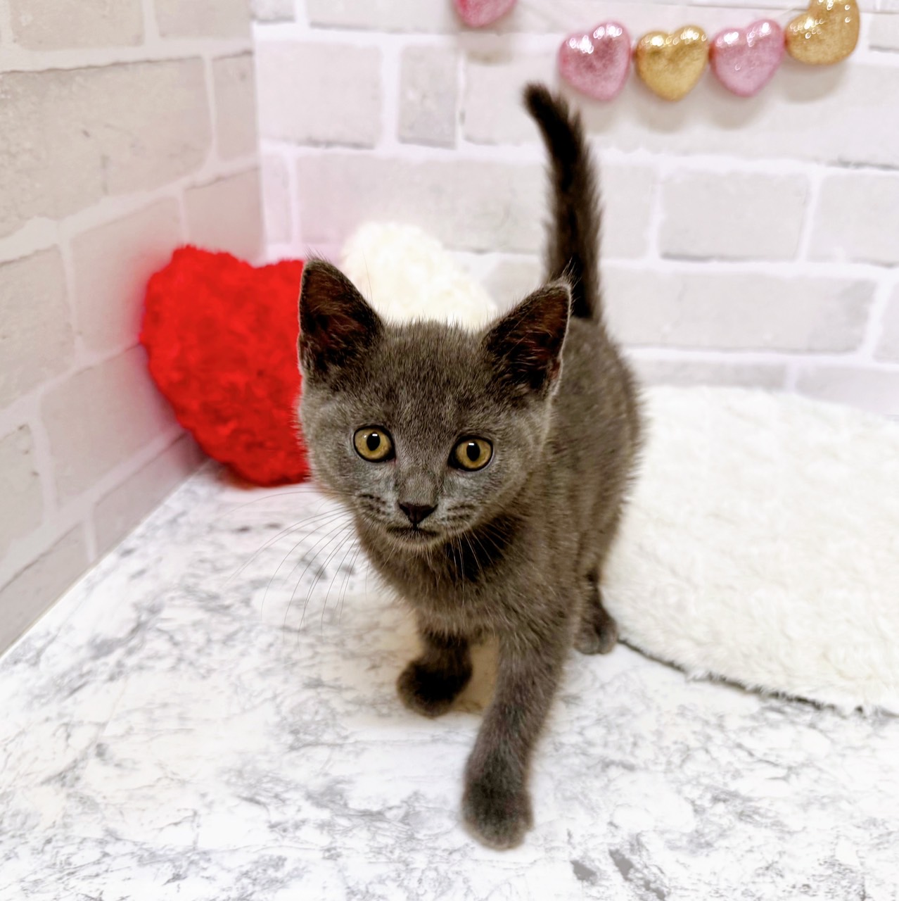 京都府のブリティッシュショートヘアー (犬の家＆猫の里京都精華店/2025年6月15日生まれ/男の子/ブルー)の子猫の3枚目の画像