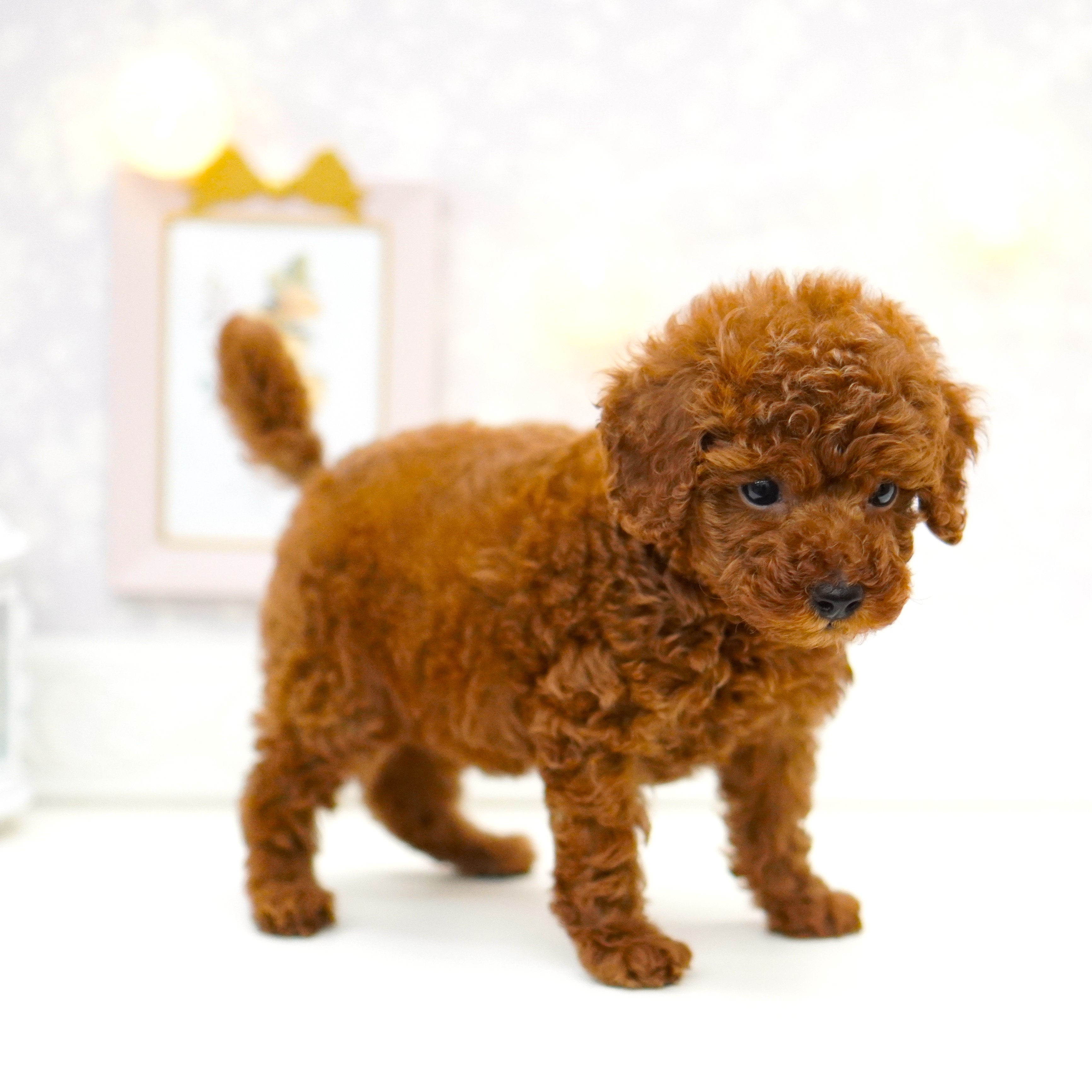 富山県のトイプードル(トイ) (犬の家＆猫の里富山店/2025年6月18日生まれ/男の子/レッドフォーン)の子犬の3枚目の画像