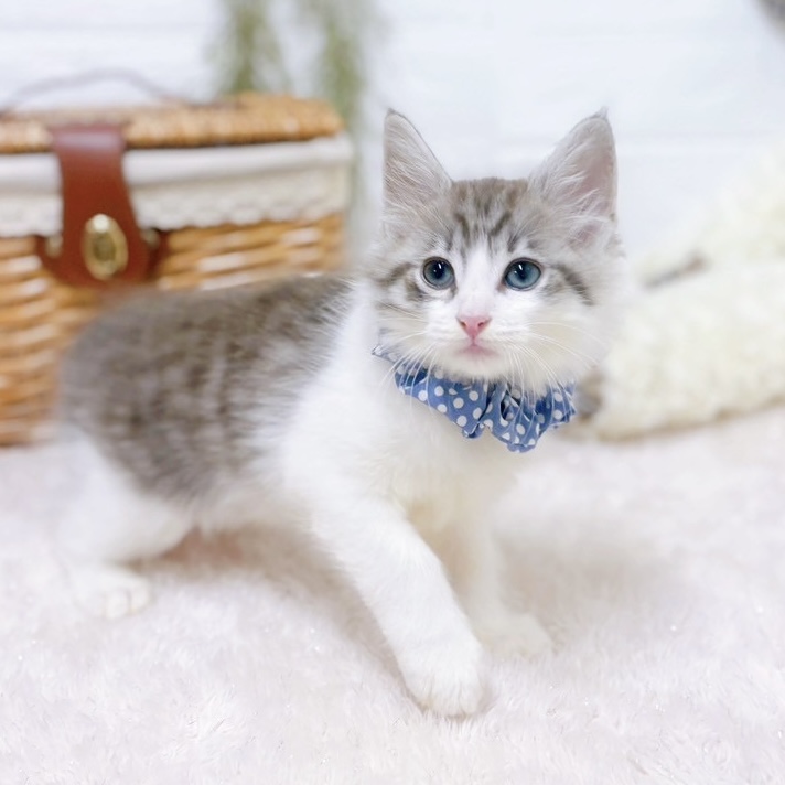 滋賀県のノルウェージャンフォレストキャット (犬の家＆猫の里近江八幡店/2025年6月18日生まれ/男の子/ブルータビーホワイト)の子猫の3枚目の画像