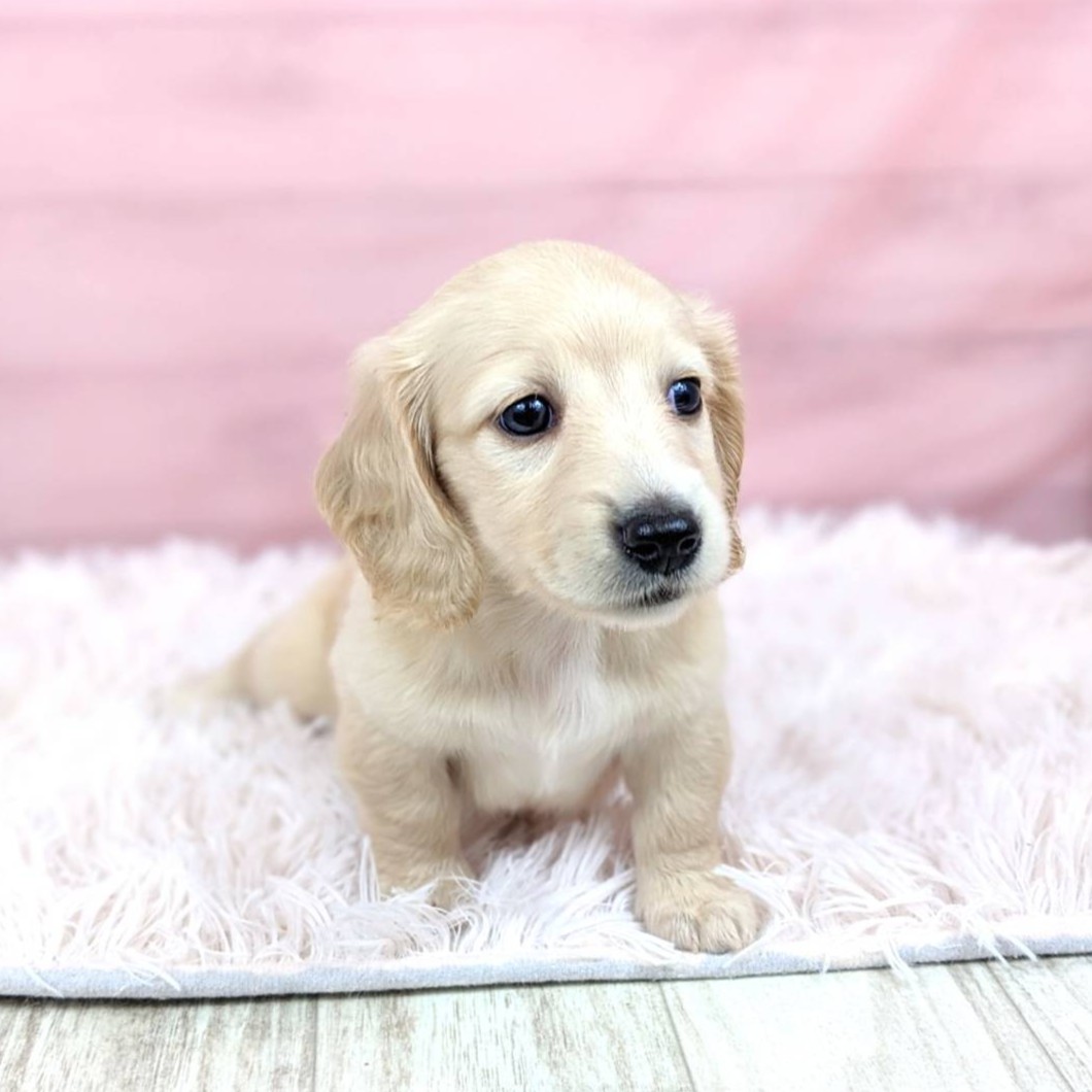 兵庫県のミニチュアダックスフンド(ロング) (犬の家＆猫の里川西店/2025年6月17日生まれ/女の子/イエロー)の子犬の3枚目の画像