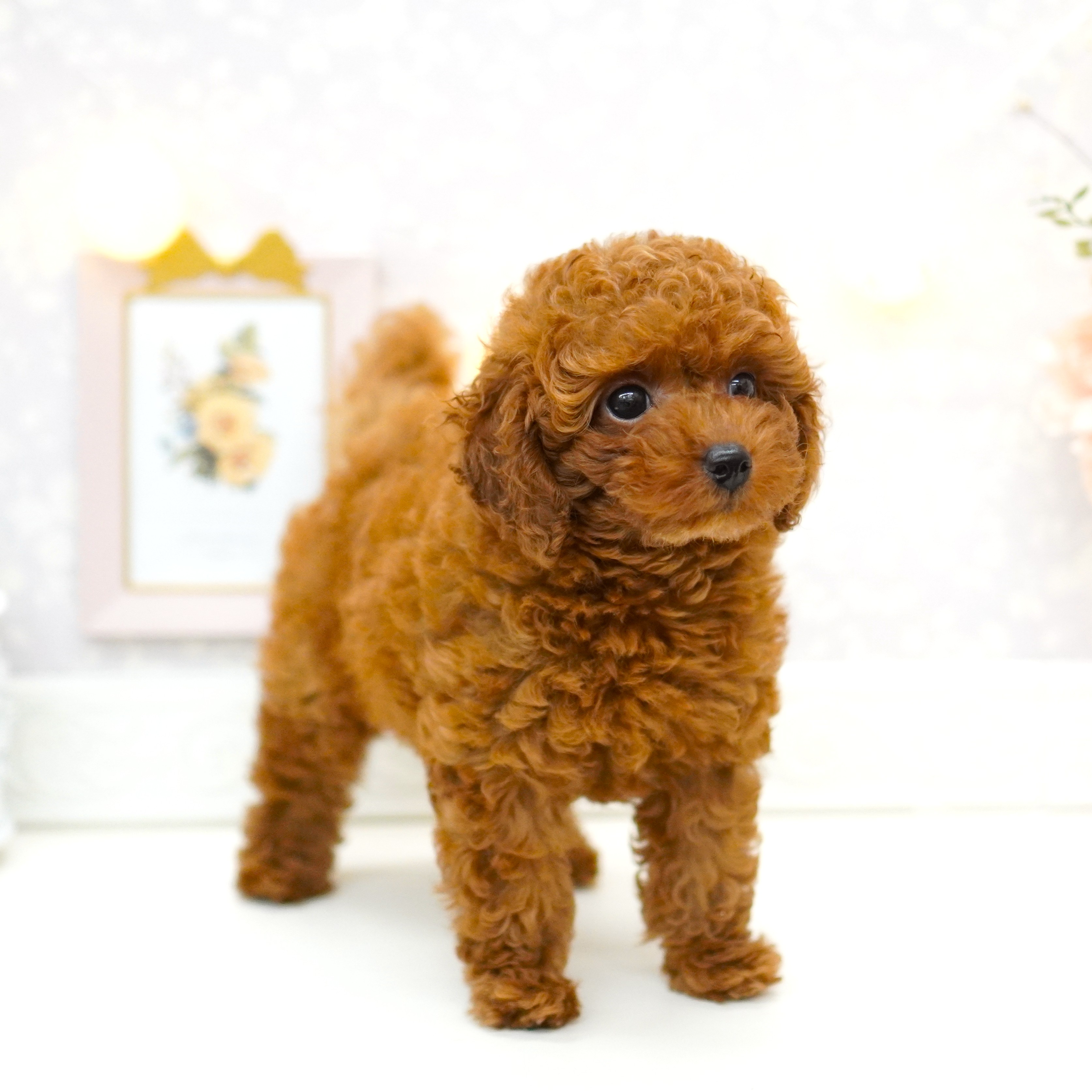 富山県のトイプードル(トイ) (犬の家＆猫の里アミーゴ山室店/2025年6月16日生まれ/女の子/レッドフォーン)の子犬の3枚目の画像
