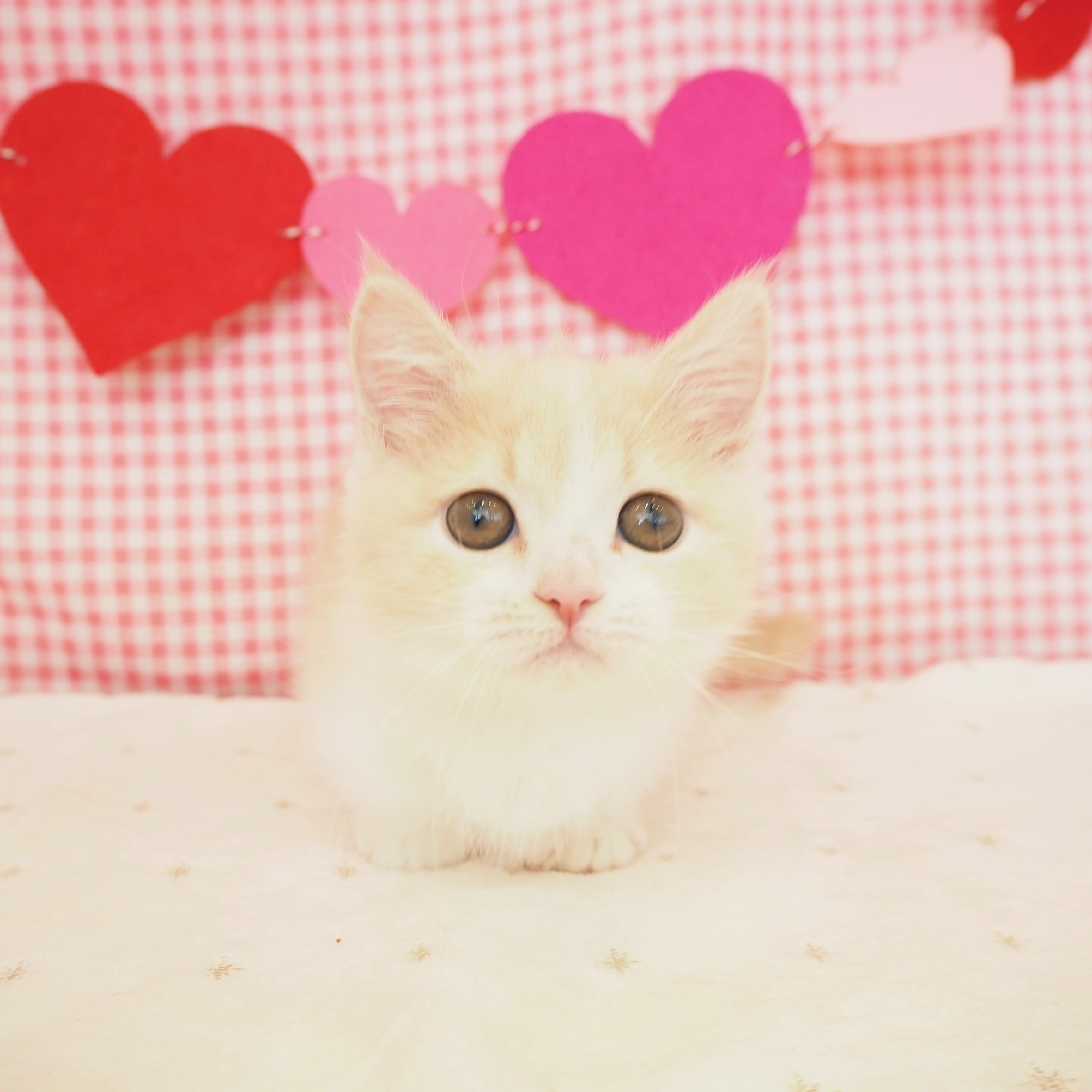 大阪府のマンチカン (犬の家＆猫の里もりのみやキューズモールBASE店/2025年6月18日生まれ/女の子/クリームタビーホワイト)の子猫の3枚目の画像