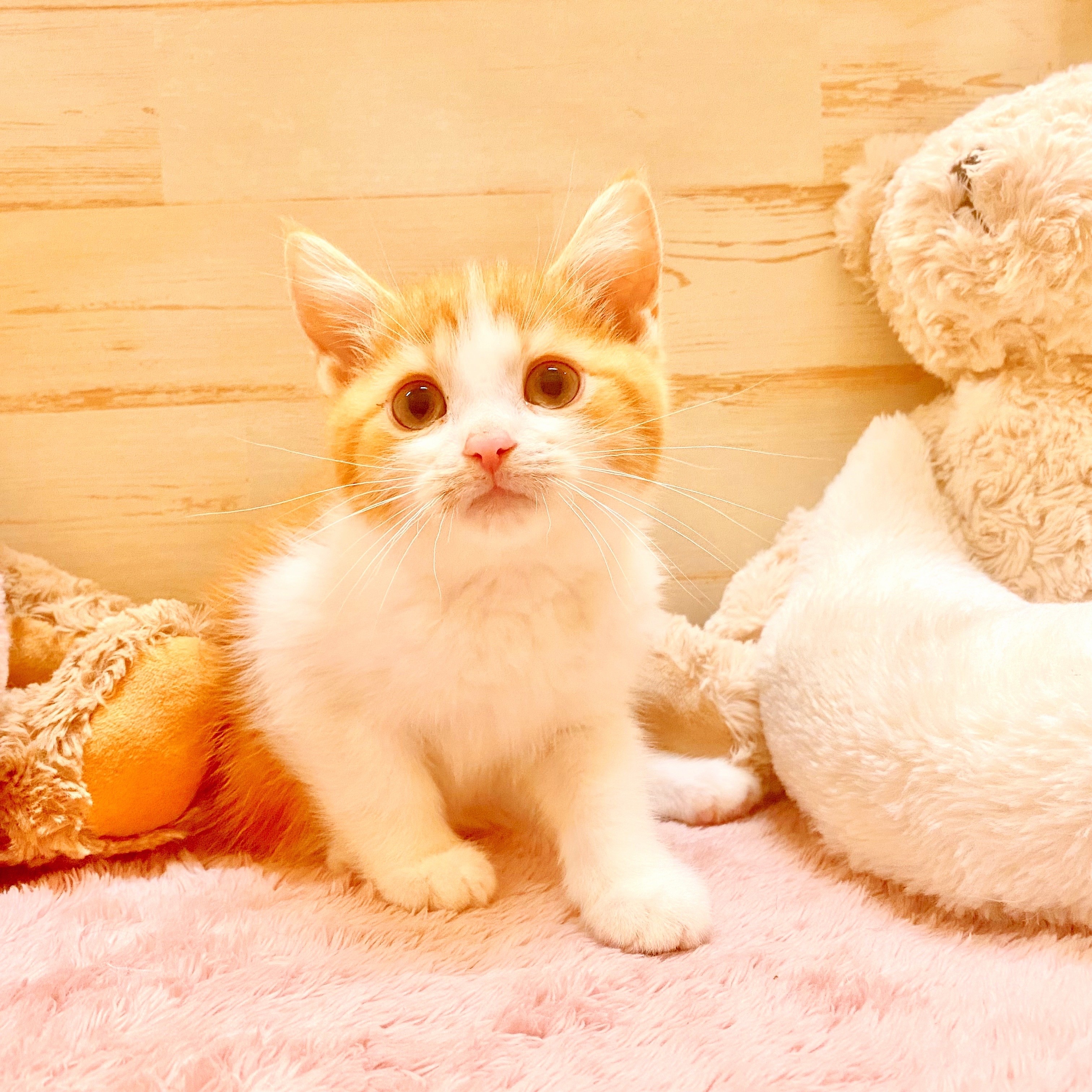 兵庫県のスコティッシュストレート (犬の家＆猫の里神戸店/2025年6月10日生まれ/男の子/レッドタビーホワイト)の子猫の1枚目の画像