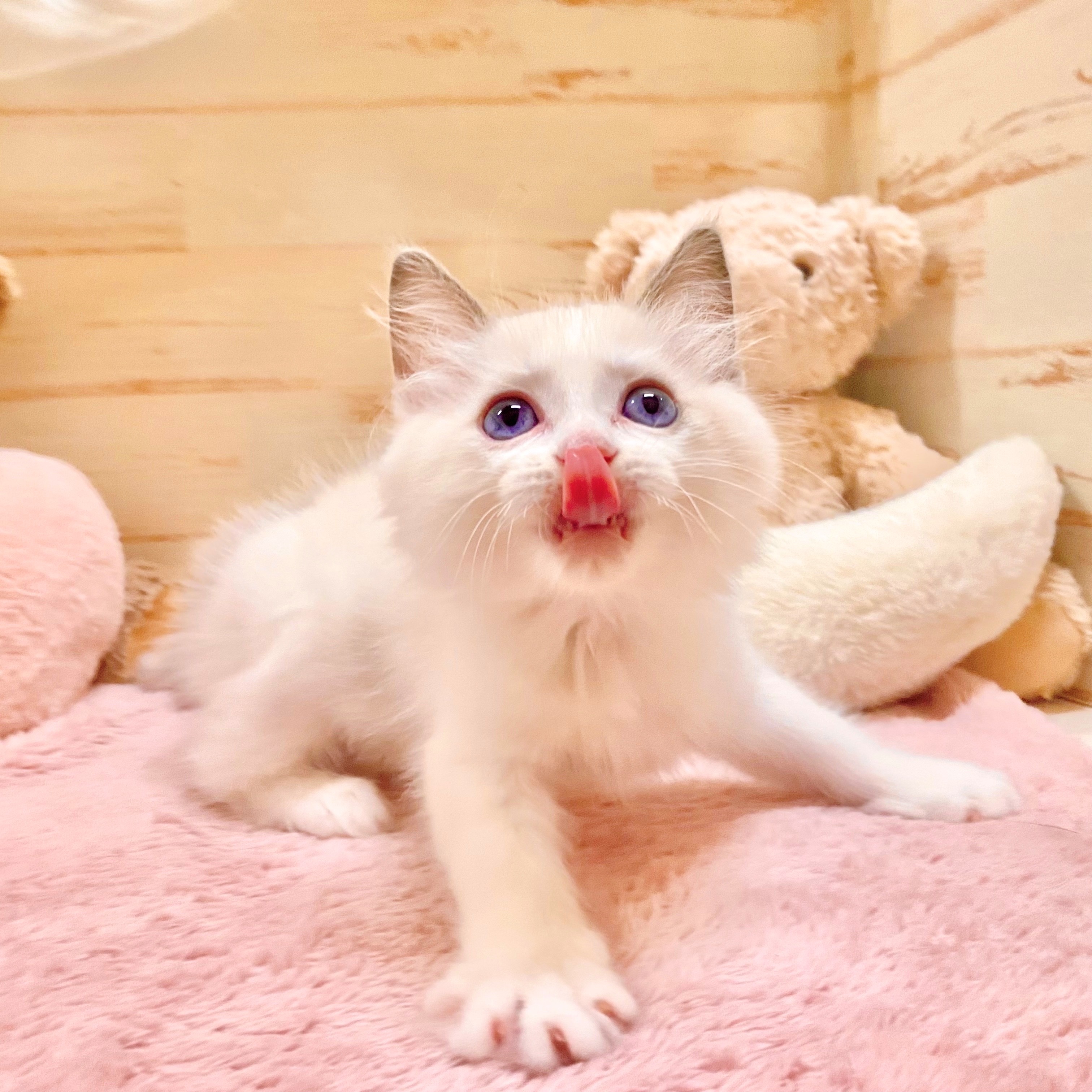 兵庫県のラグドール (犬の家＆猫の里神戸店/2025年6月13日生まれ/男の子/ブルーポイントバイカラー)の子猫の3枚目の画像
