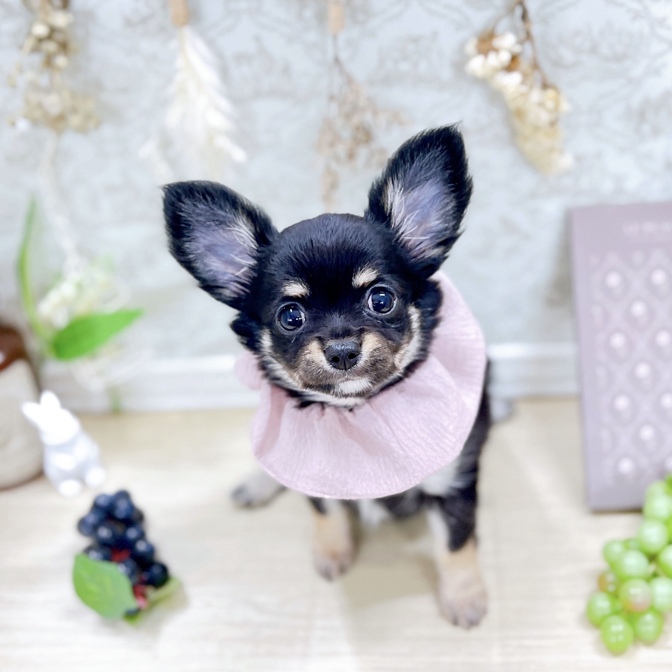 福井県のチワワ(ロング) (犬の家＆猫の里アミーゴ福井大和田店/2025年6月18日生まれ/女の子/ブラックタン)の子犬の3枚目の画像