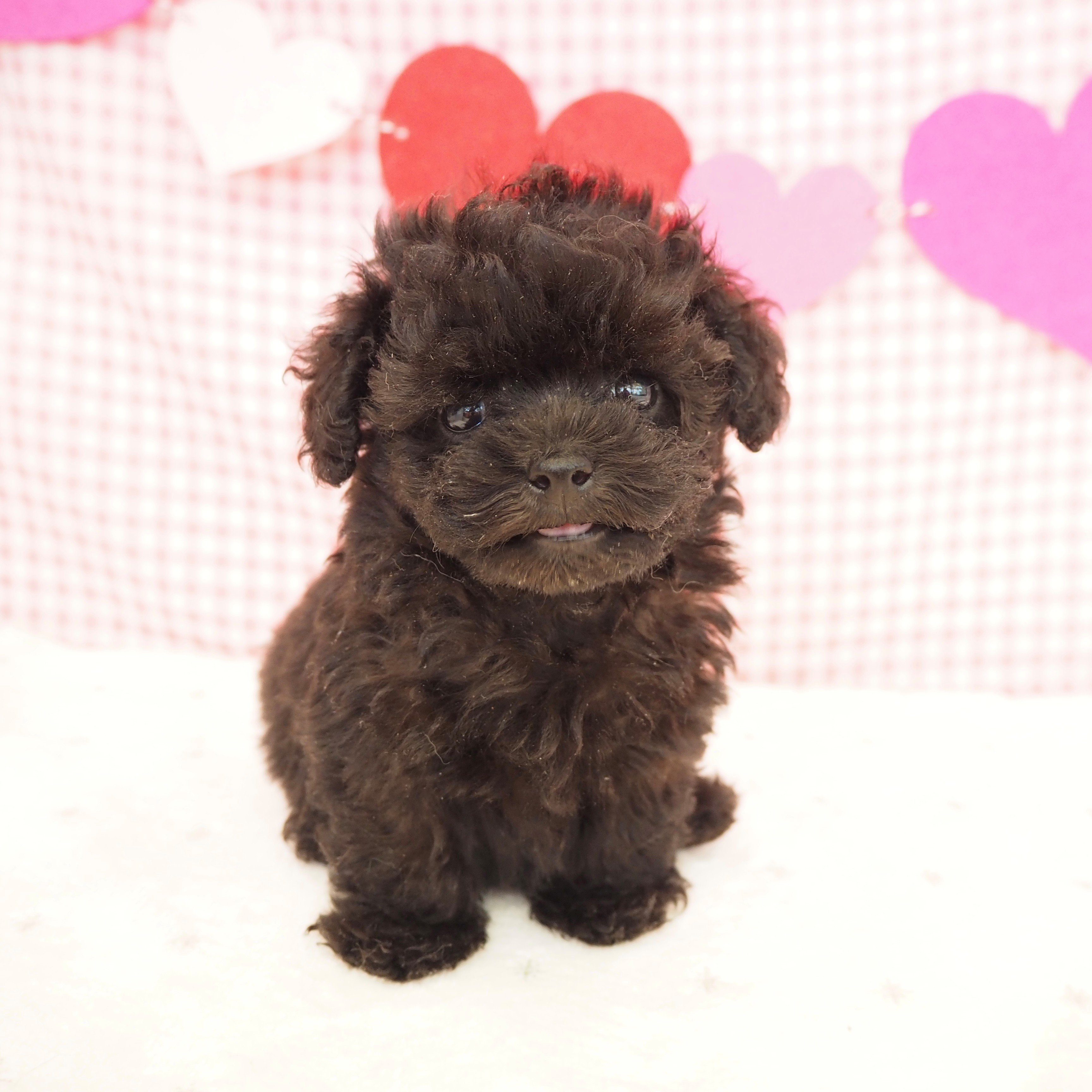 大阪府のトイプードル(トイ) (犬の家＆猫の里もりのみやキューズモールBASE店/2025年6月17日生まれ/男の子/ブラック)の子犬