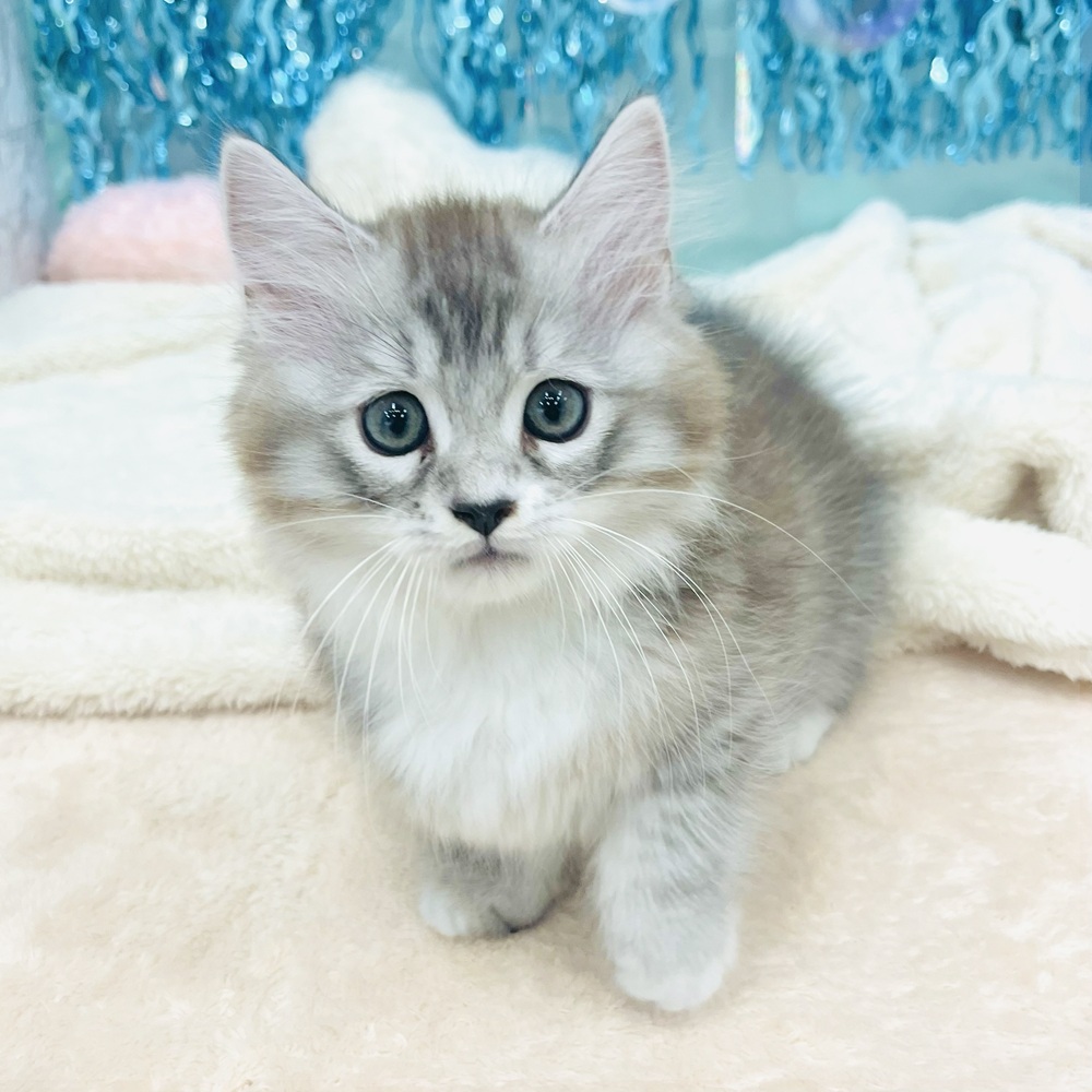 愛知県のマンチカン (犬の家＆猫の里エアポートウォーク店/2025年6月19日生まれ/男の子/シルバータビーホワイト)の子猫の3枚目の画像