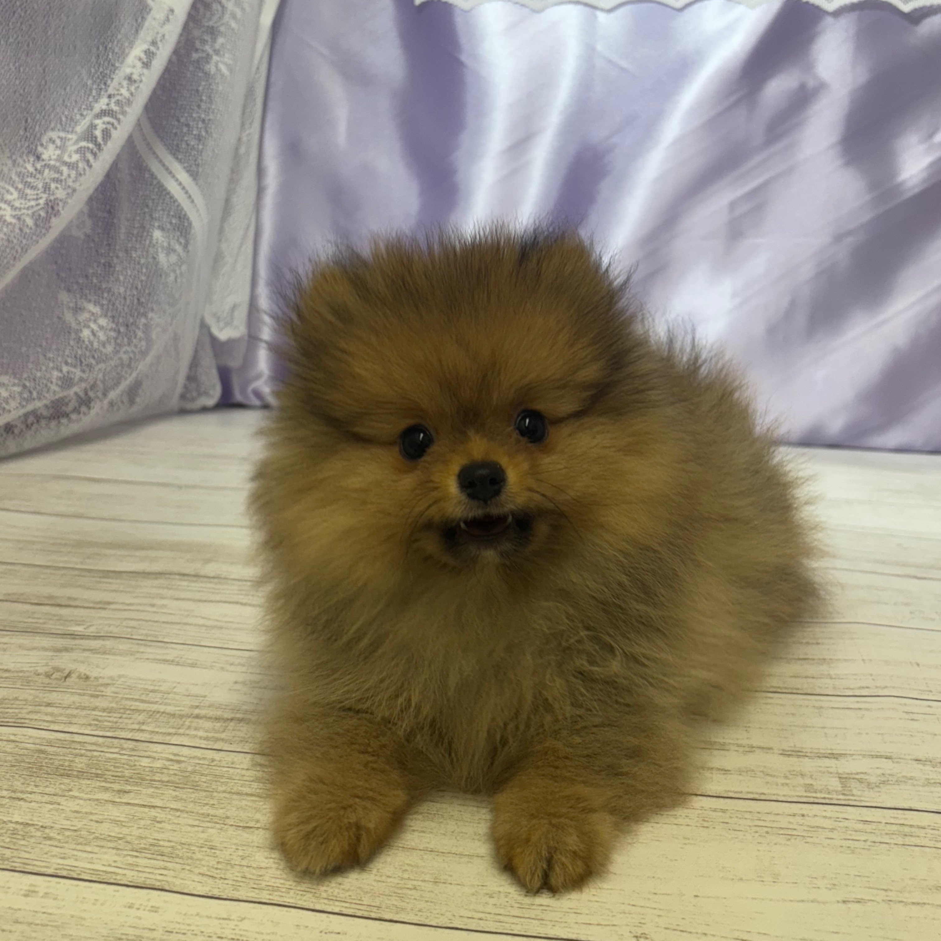 兵庫県のポメラニアン (犬の家＆猫の里尼崎店/2025年6月18日生まれ/女の子/オレンジ)の子犬の3枚目の画像