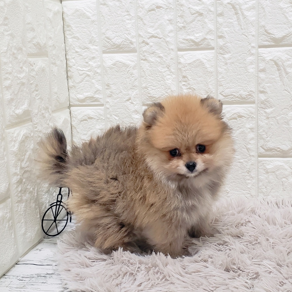 岡山県のポメラニアン (犬の家＆猫の里岡山店/2025年6月18日生まれ/女の子/オレンジ)の子犬の3枚目の画像