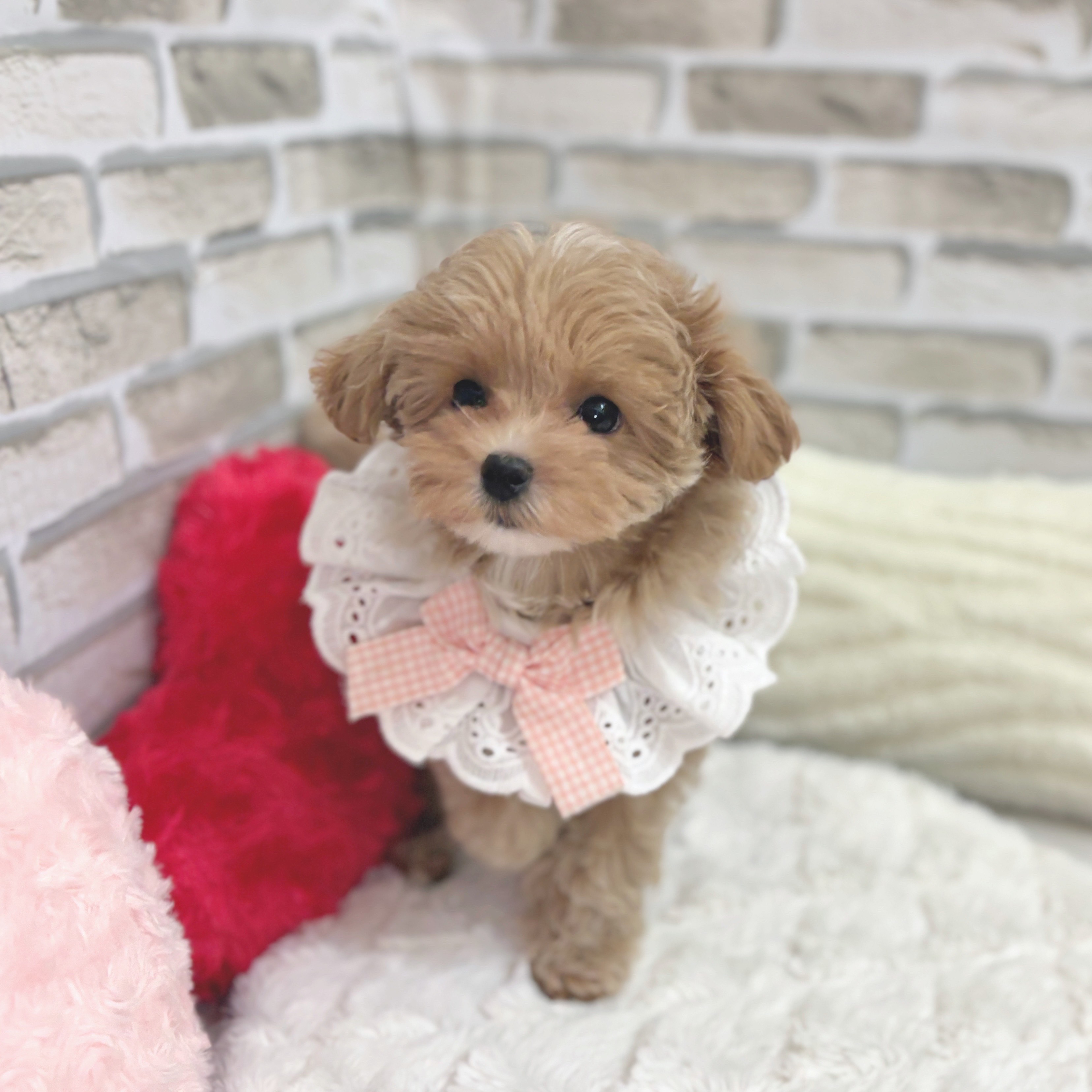 神奈川県のマルプー(マルチーズ×プードル) (犬の家＆猫の里モザイクモール港北店/2025年6月16日生まれ/女の子/アプリコットホワイト)の子犬の3枚目の画像