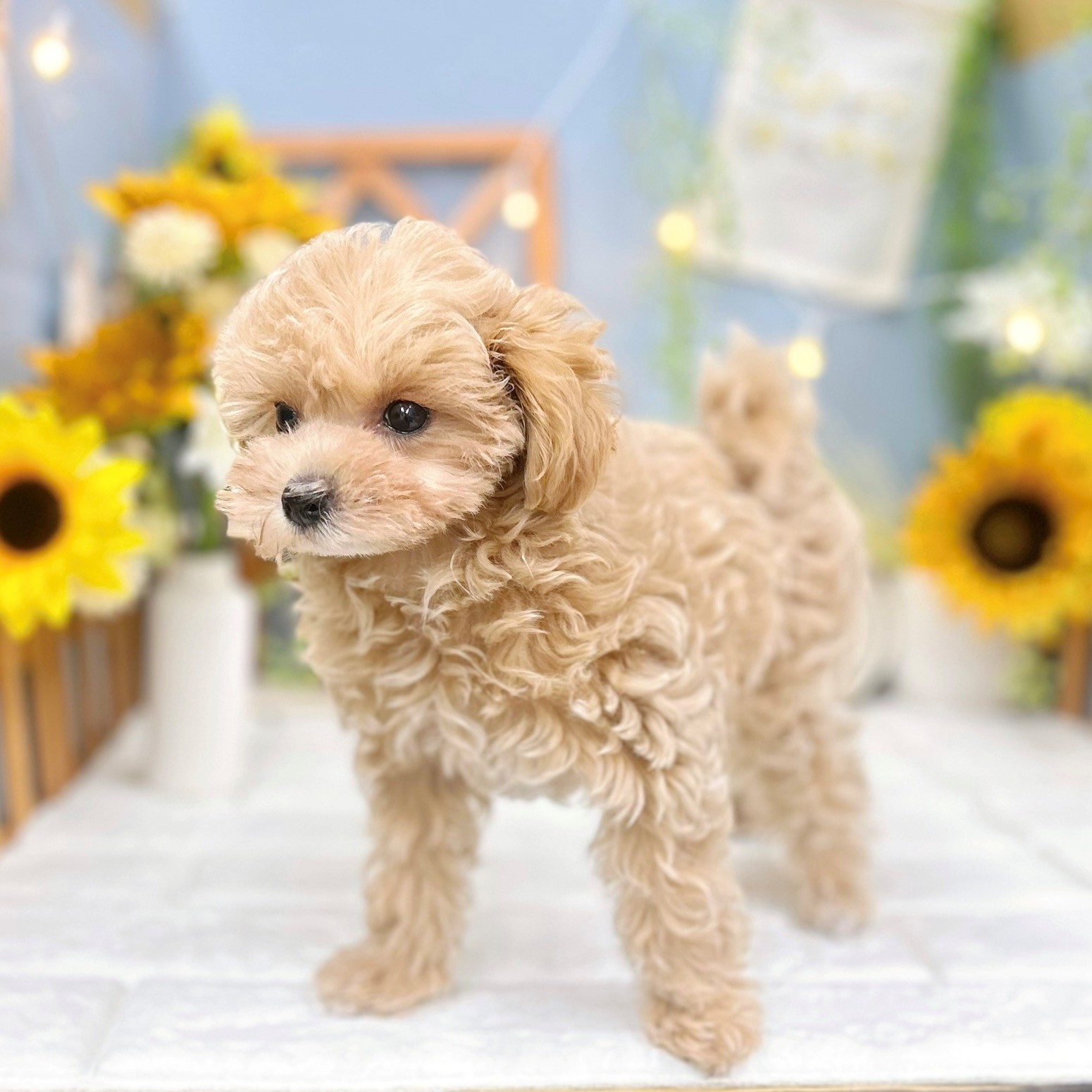 千葉県のマルプー(マルチーズ×プードル) (犬の家＆猫の里ワンズモール稲毛店/2025年6月16日生まれ/女の子/アプリコット)の子犬の3枚目の画像