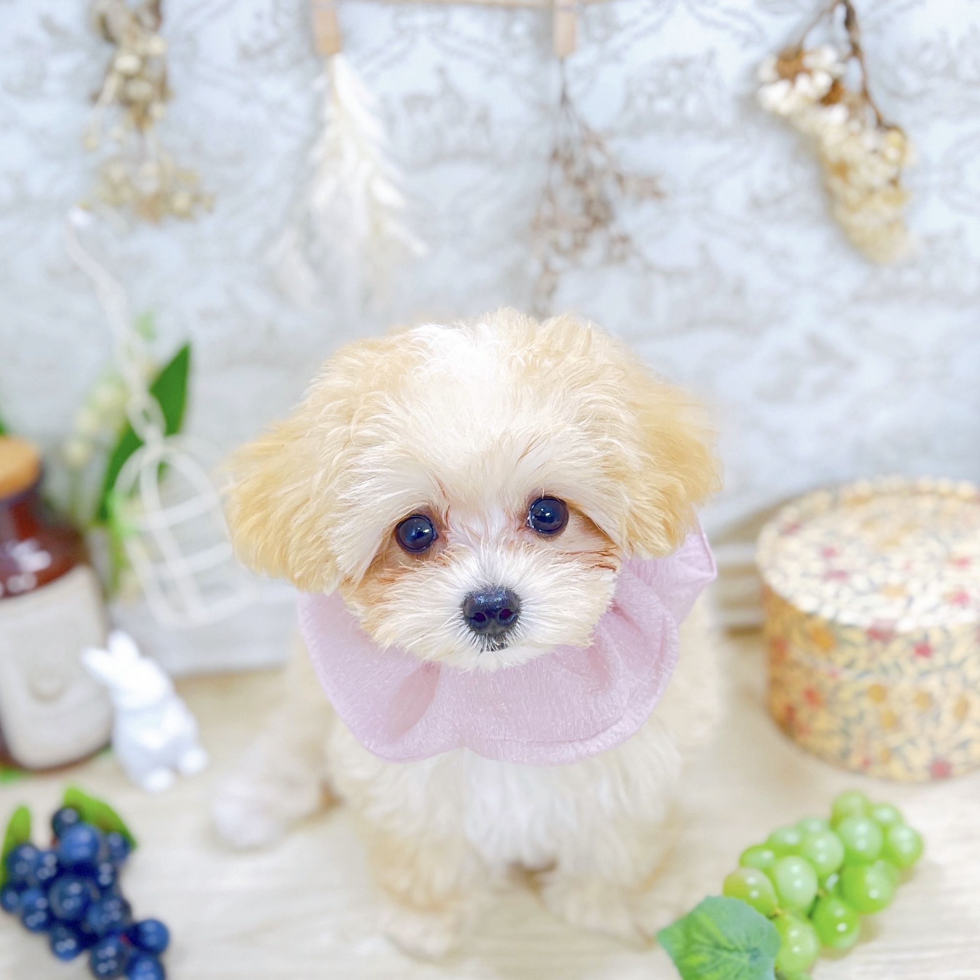 福井県のマルプー(マルチーズ×プードル) (犬の家＆猫の里アミーゴ福井大和田店/2025年6月17日生まれ/女の子/アプリコットホワイト)の子犬の1枚目の画像