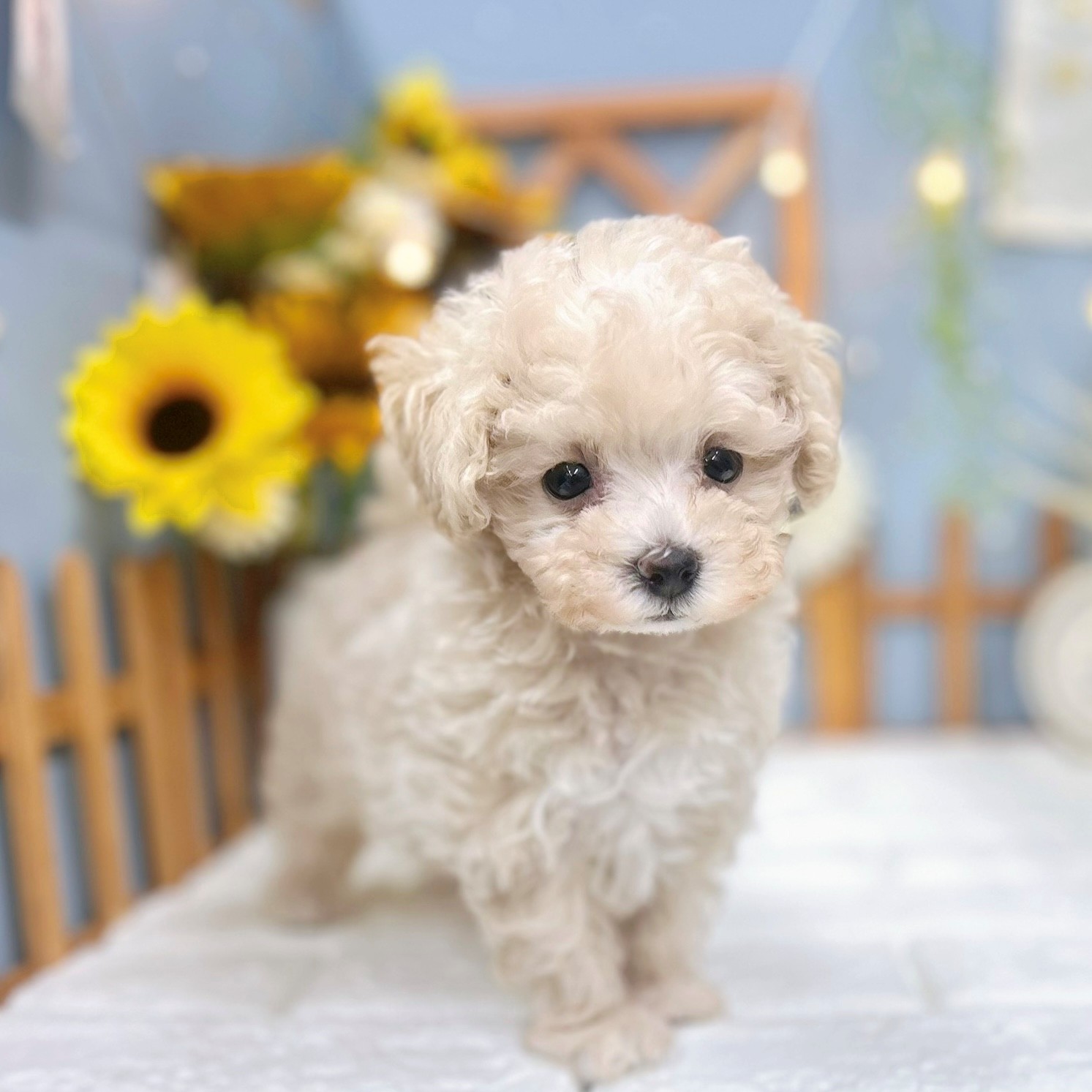千葉県のマルプー(マルチーズ×プードル) (犬の家＆猫の里ワンズモール稲毛店/2025年6月22日生まれ/女の子/クリームホワイト)の子犬の3枚目の画像