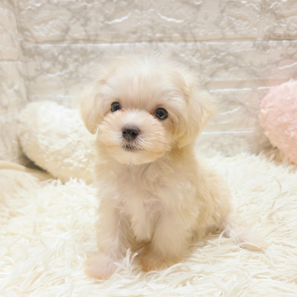 愛知県のマルプー(マルチーズ×プードル) (犬の家＆猫の里MiO香久山店/2025年6月22日生まれ/男の子/クリーム)の子犬の3枚目の画像