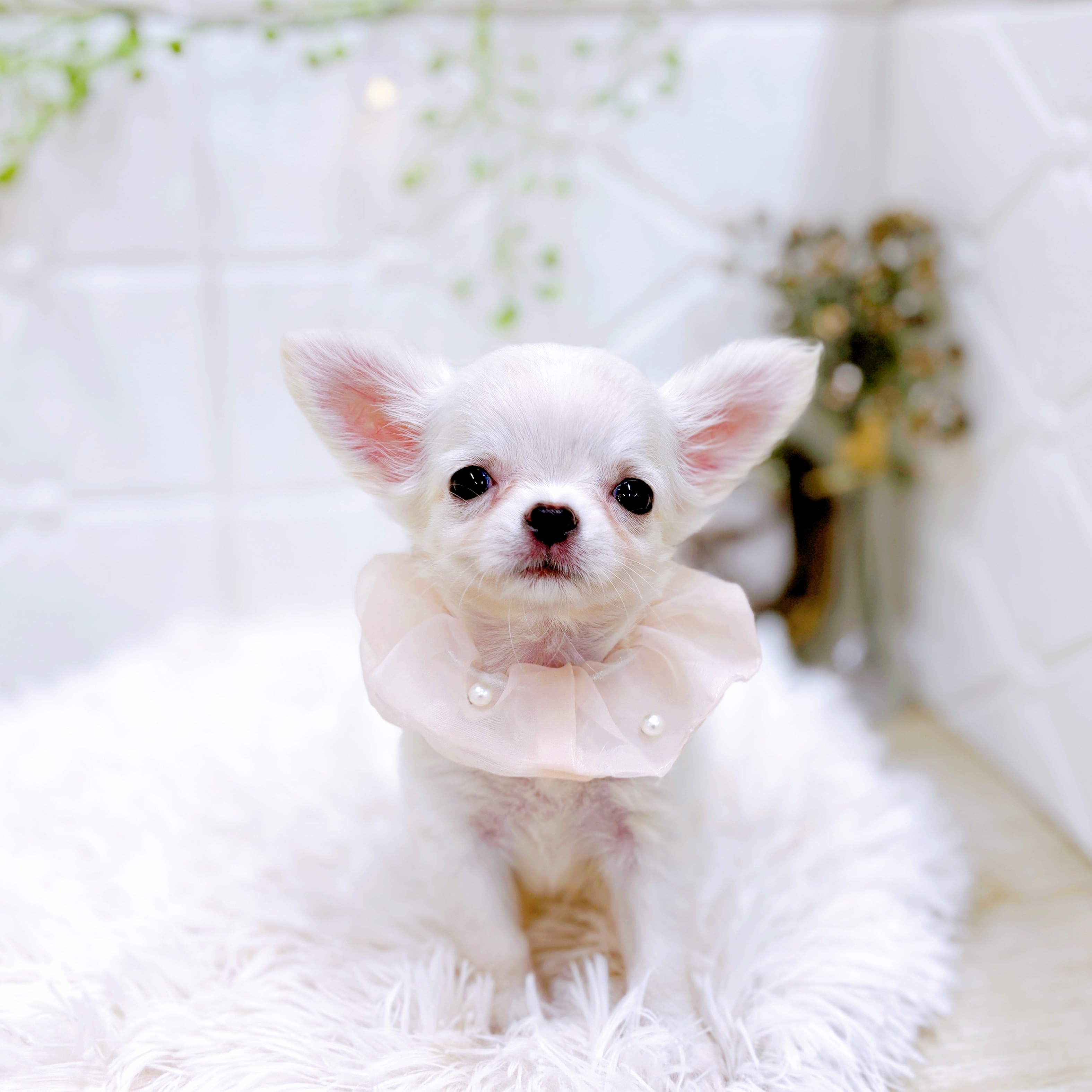 福井県のチワワ(ロング) (犬の家＆猫の里アミーゴ福井店/2025年6月22日生まれ/女の子/クリームホワイト)の子犬の3枚目の画像