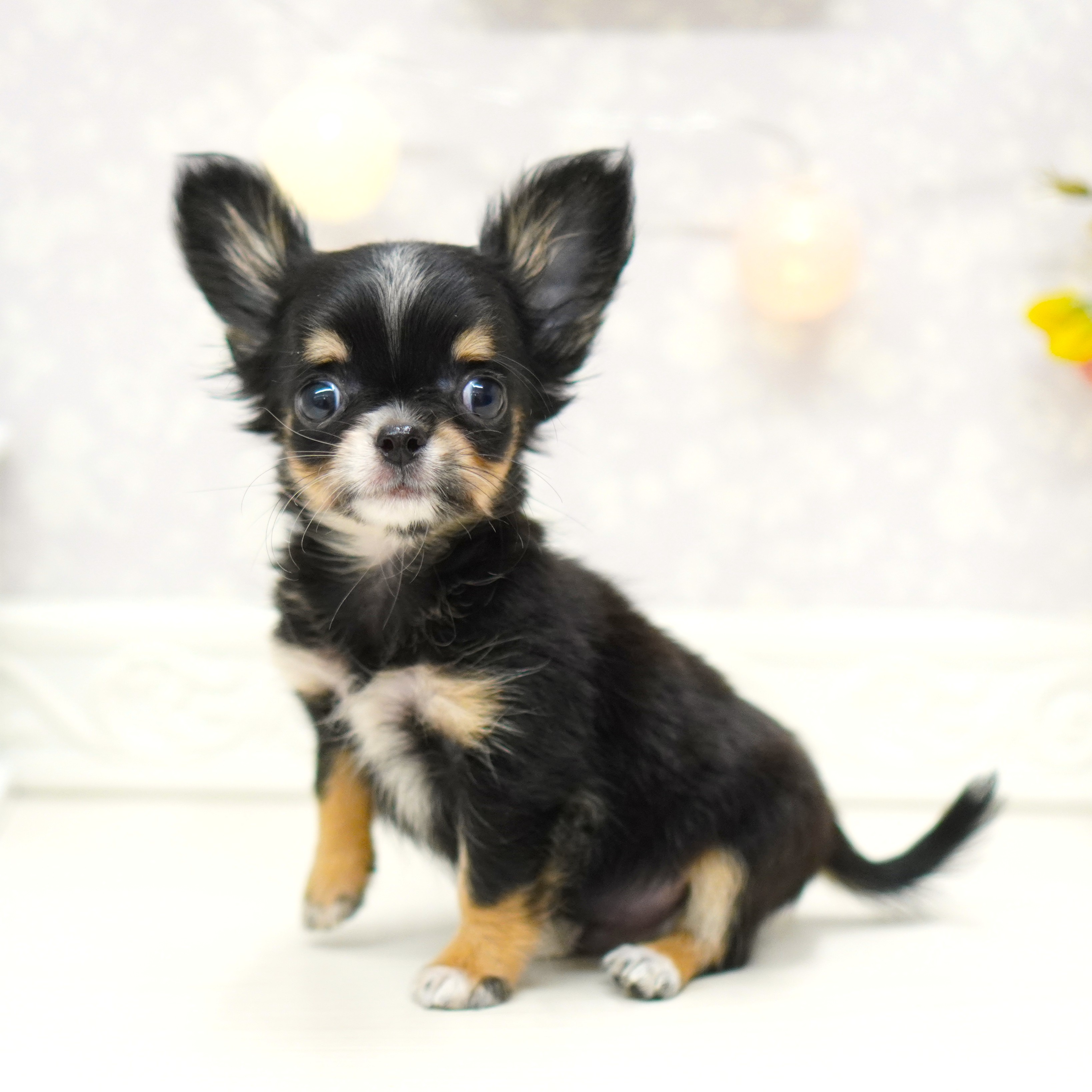 富山県のチワワ(ロング) (犬の家＆猫の里アミーゴ山室店/2025年6月22日生まれ/男の子/ブラックタンホワイト)の子犬の3枚目の画像