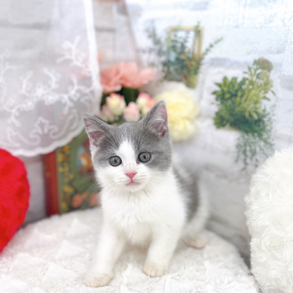 京都府のブリティッシュショートヘアー (犬の家＆猫の里京都樟葉店/2025年6月21日生まれ/男の子/ブルーホワイト)の子猫の1枚目の画像