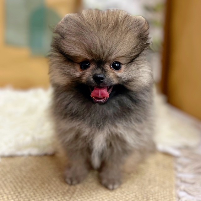岡山県のポメラニアン (犬の家＆猫の里倉敷中庄店/2025年6月18日生まれ/男の子/クリームセーブル)の子犬の1枚目の画像