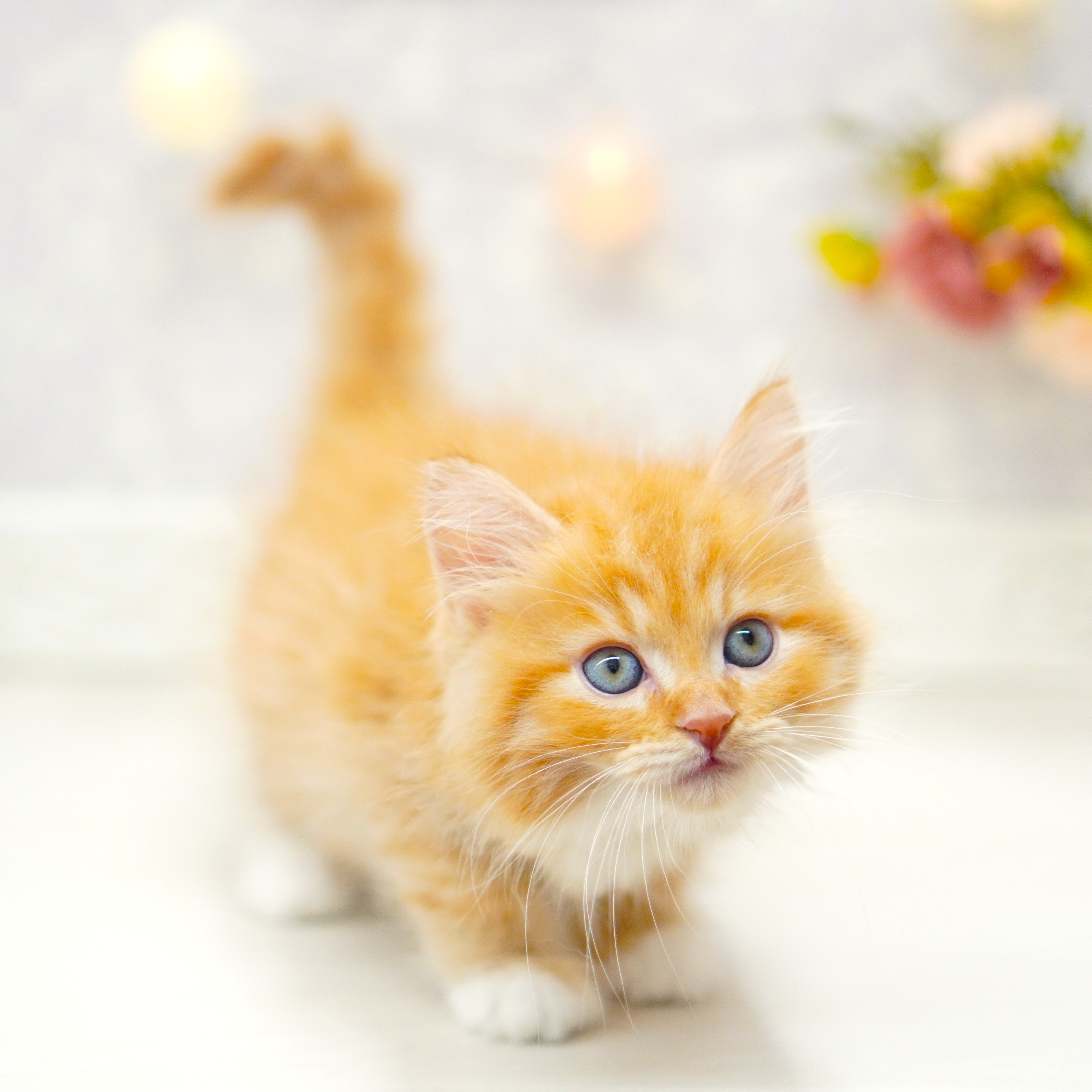 富山県のミヌエット (犬の家＆猫の里アミーゴ山室店/2025年6月22日生まれ/男の子/レッドタビーホワイト)の子猫の3枚目の画像