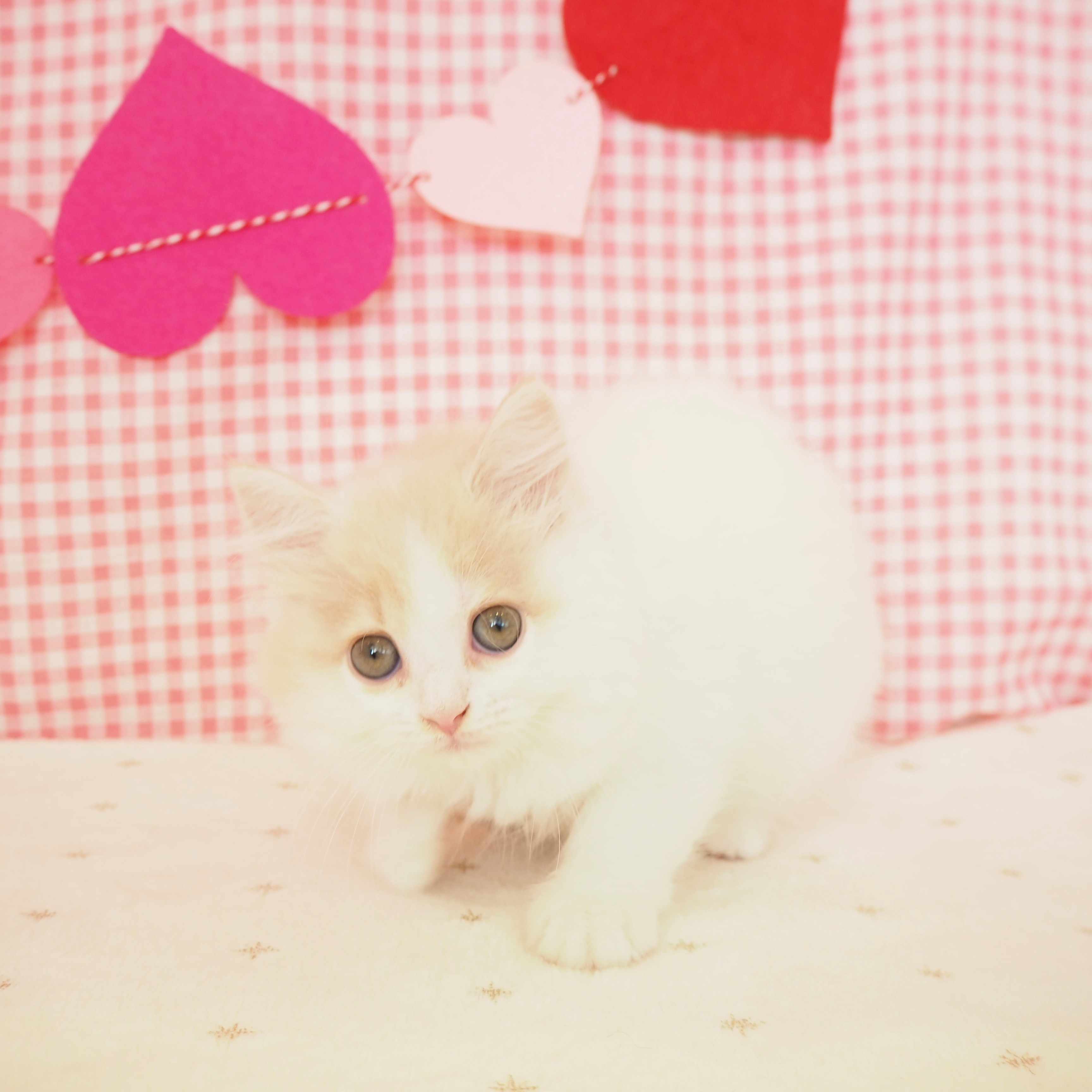 大阪府のスコティッシュストレート (犬の家＆猫の里もりのみやキューズモールBASE店/2025年6月20日生まれ/女の子/クリームタビーホワイト)の子猫の3枚目の画像