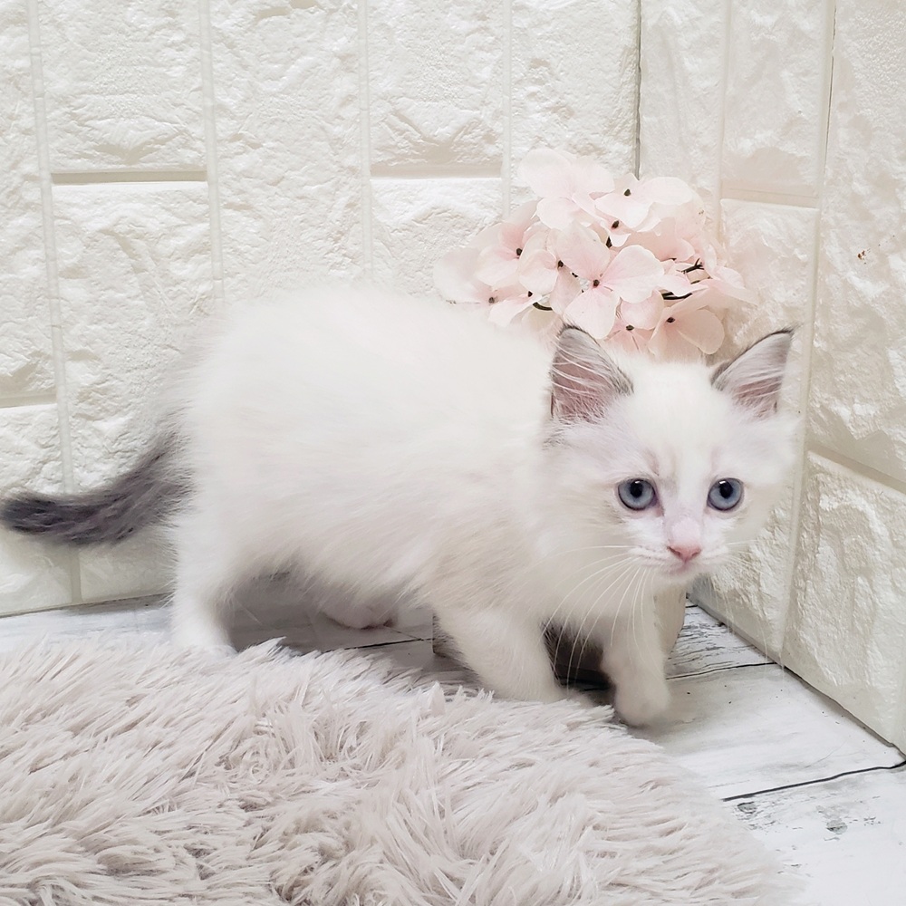 岡山県のラグドール (犬の家＆猫の里岡山店/2025年6月20日生まれ/女の子/シールポイントバイカラー)の子猫の3枚目の画像